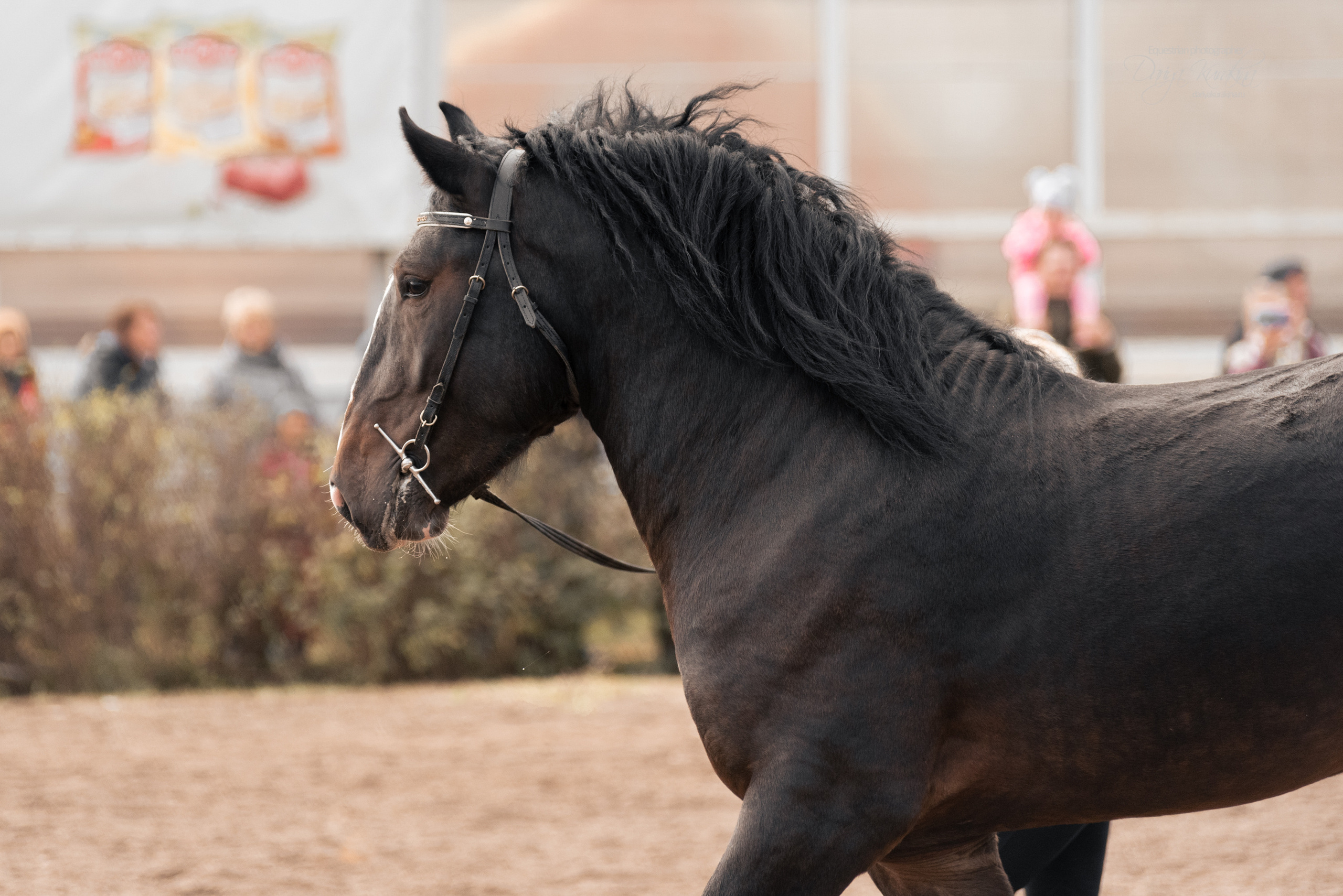 Богдарня. Конный фотограф Куракина Дарья • Фотосессии с лошадьми