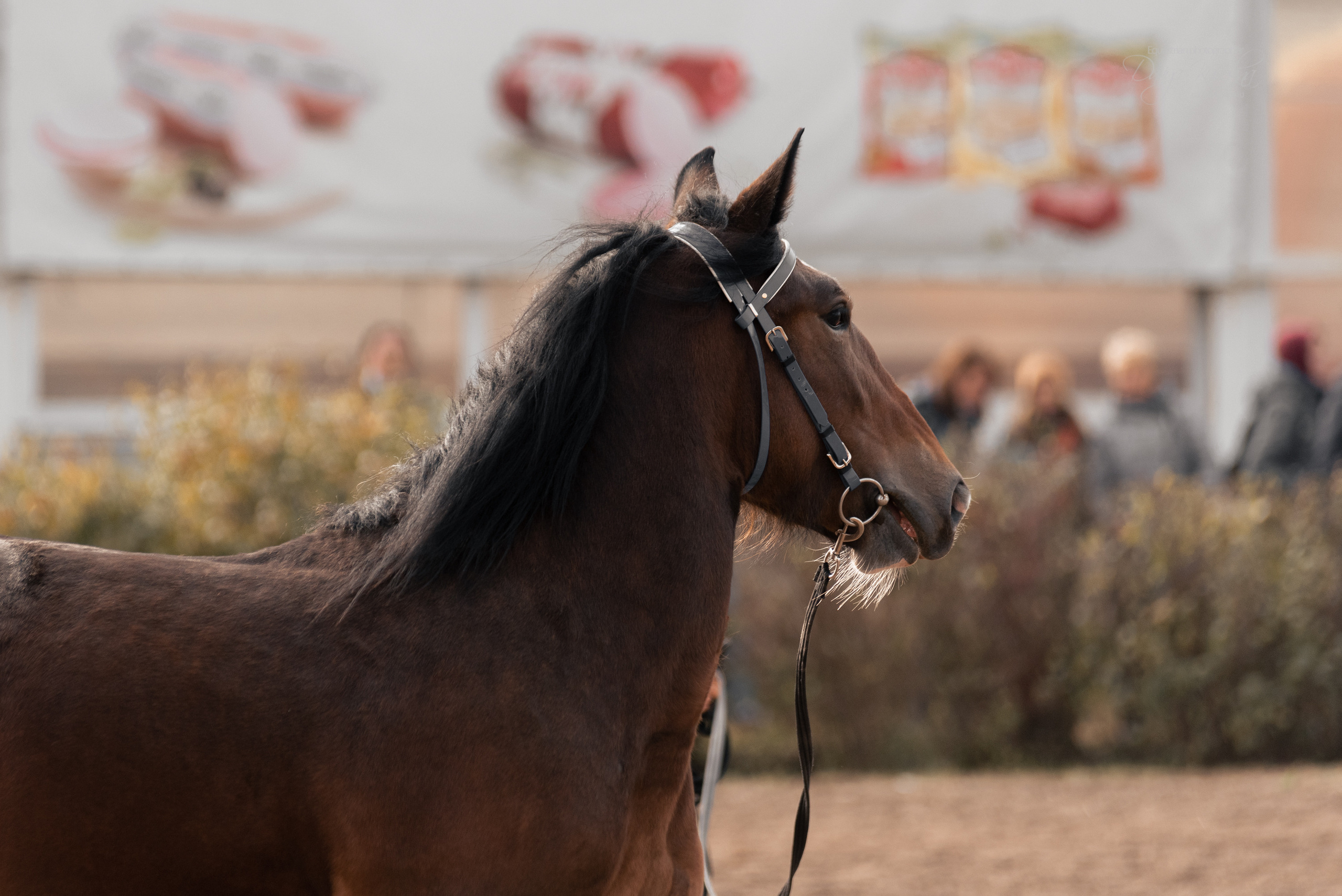 Богдарня. Конный фотограф Куракина Дарья • Фотосессии с лошадьми