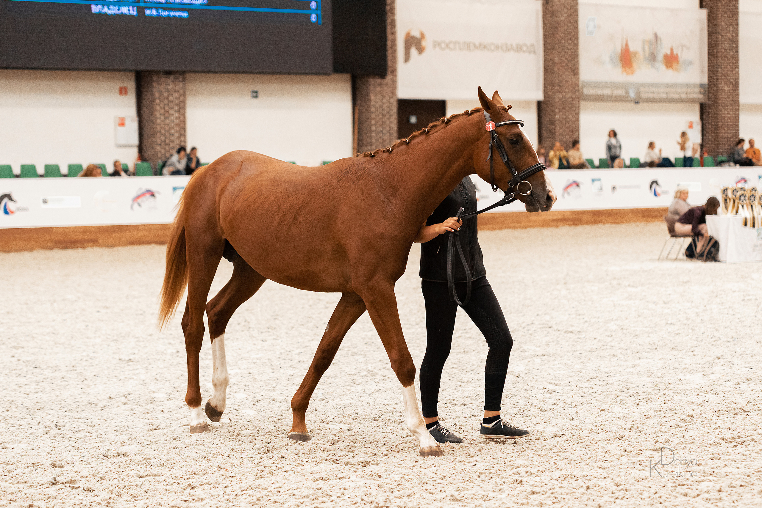 Конная Россия 2021. Конный фотограф Куракина Дарья • Фотосессии с лошадьми