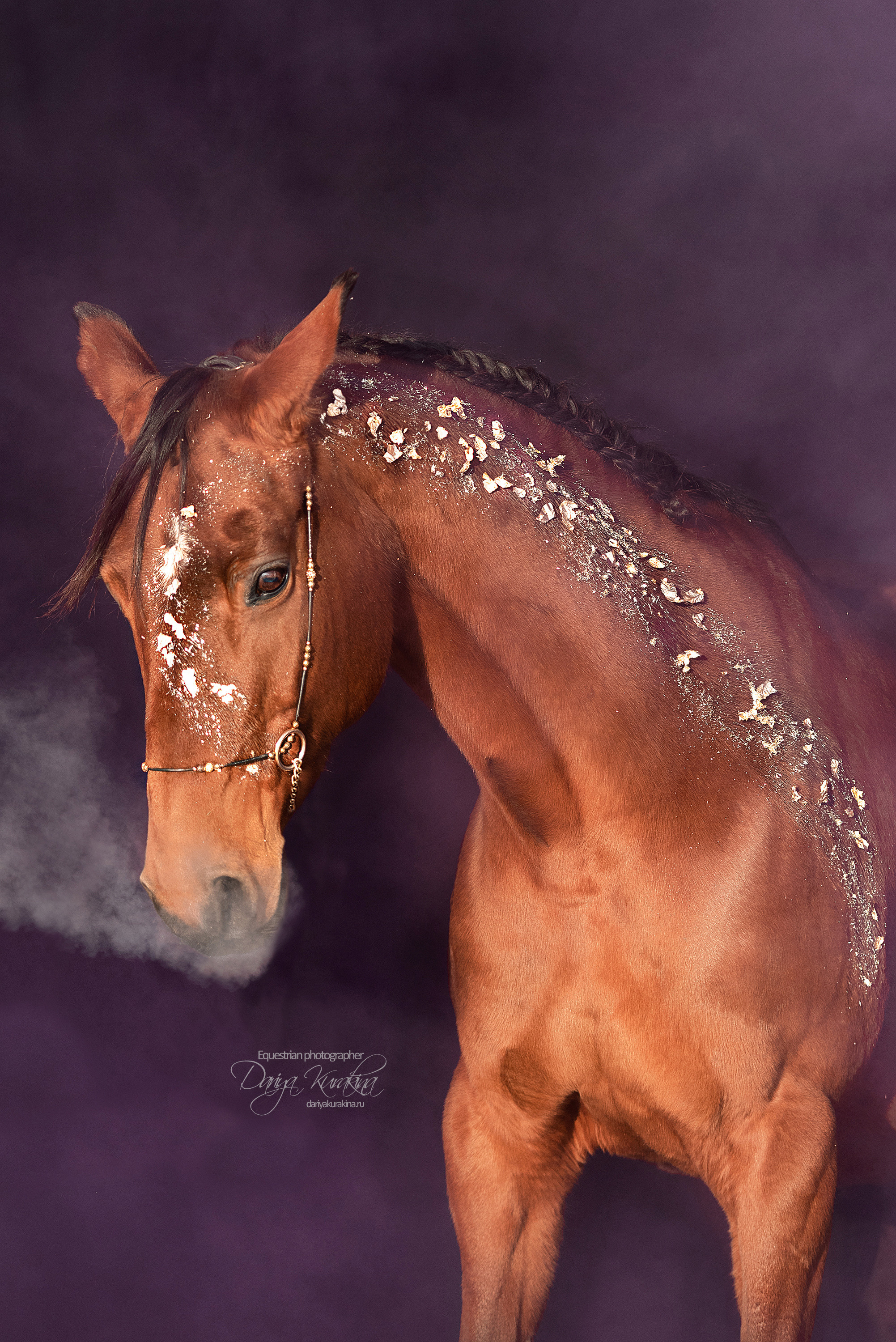 Сияние. Конный фотограф Куракина Дарья • Фотосессии с лошадьми