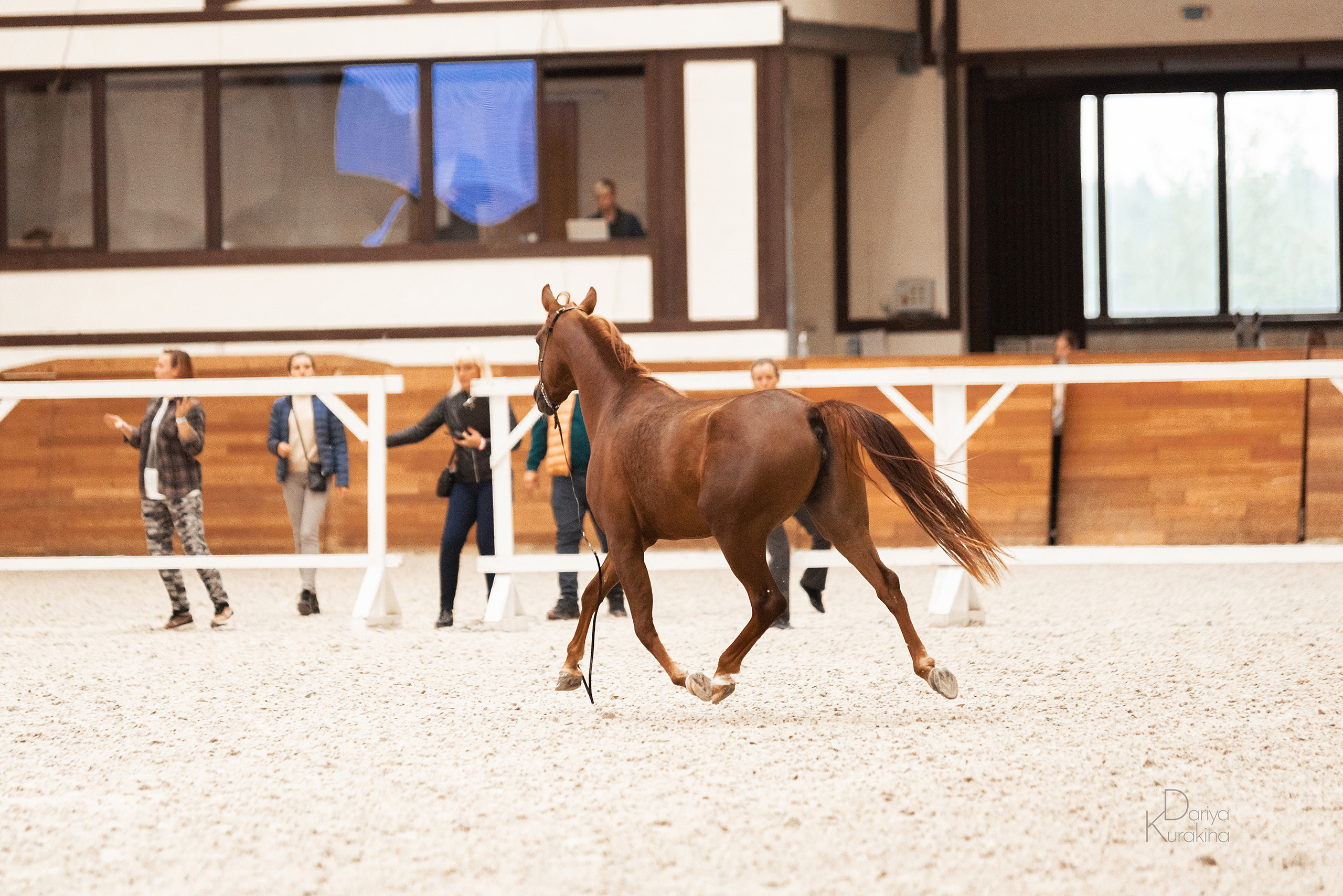 Конная Россия 2021. Конный фотограф Куракина Дарья • Фотосессии с лошадьми