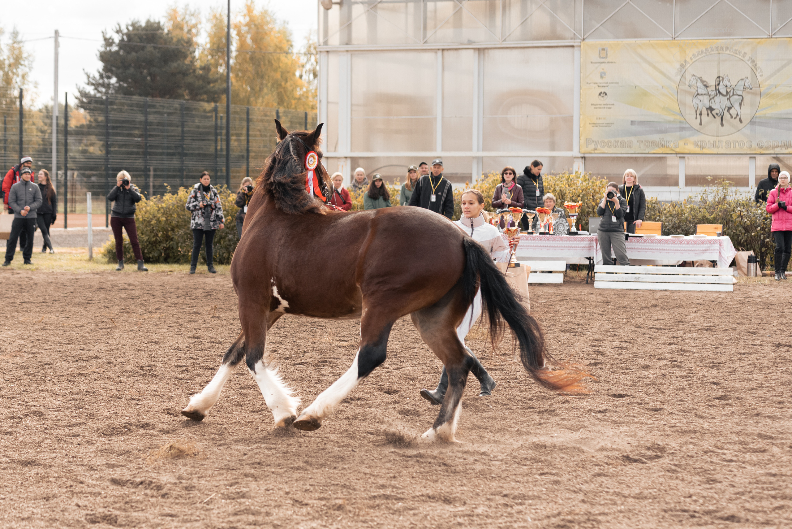 Богдарня. Конный фотограф Куракина Дарья • Фотосессии с лошадьми