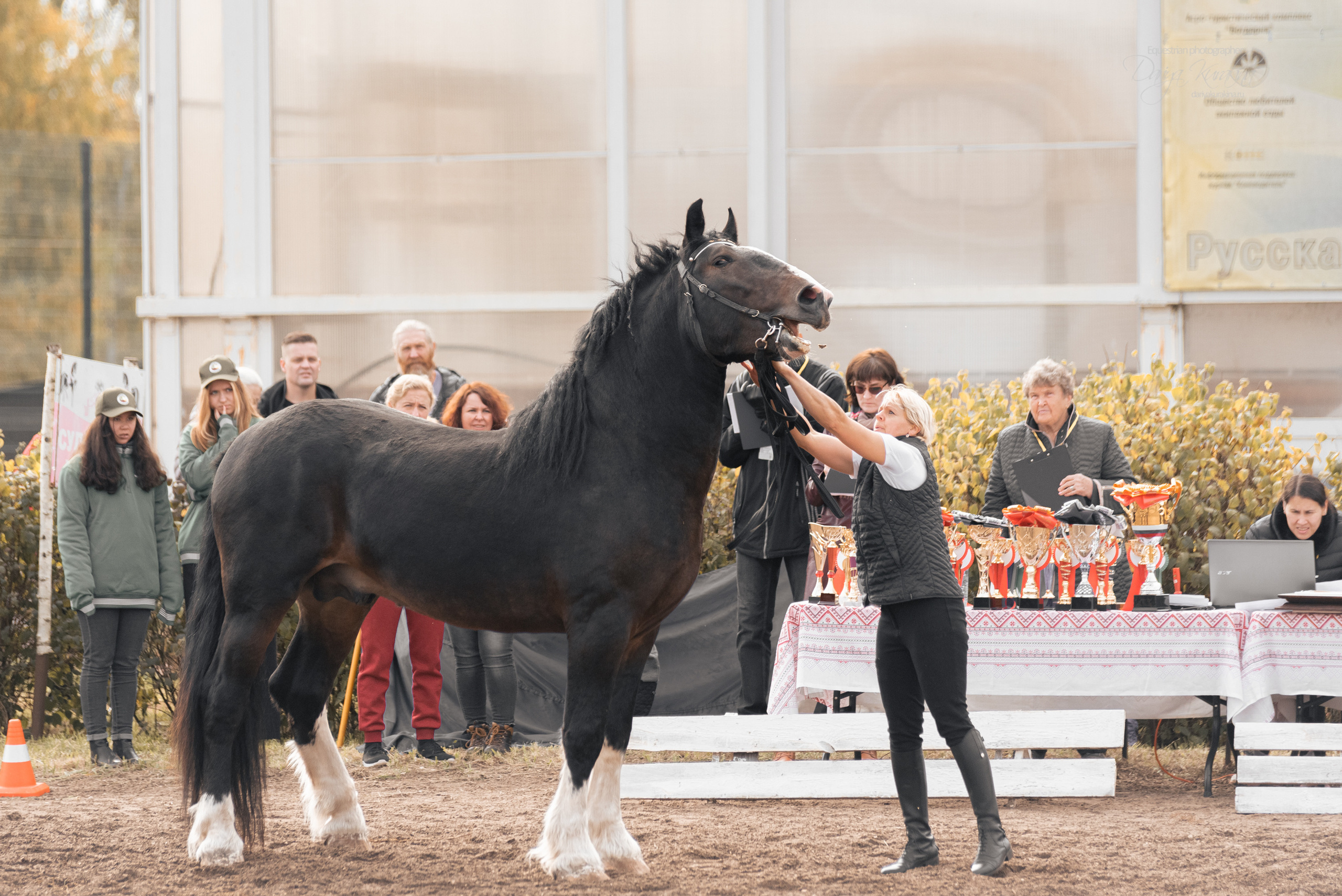 Богдарня. Конный фотограф Куракина Дарья • Фотосессии с лошадьми