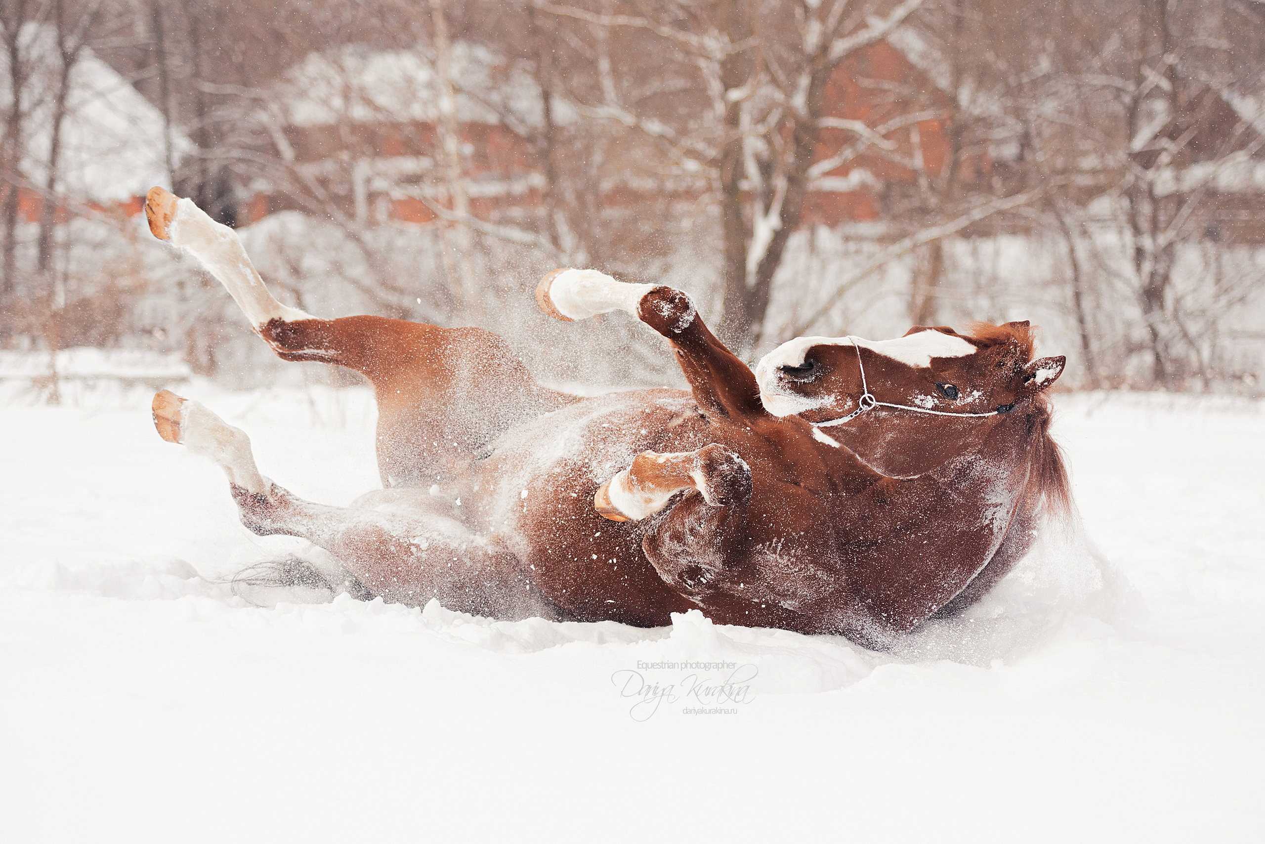 Атос. Конный фотограф Куракина Дарья • Фотосессии с лошадьми
