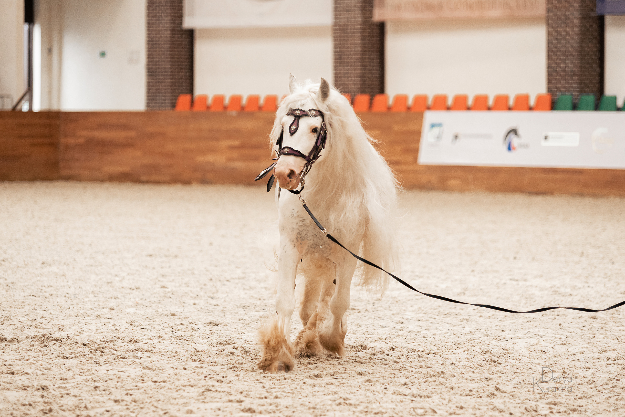 Конная Россия 2021. Конный фотограф Куракина Дарья • Фотосессии с лошадьми