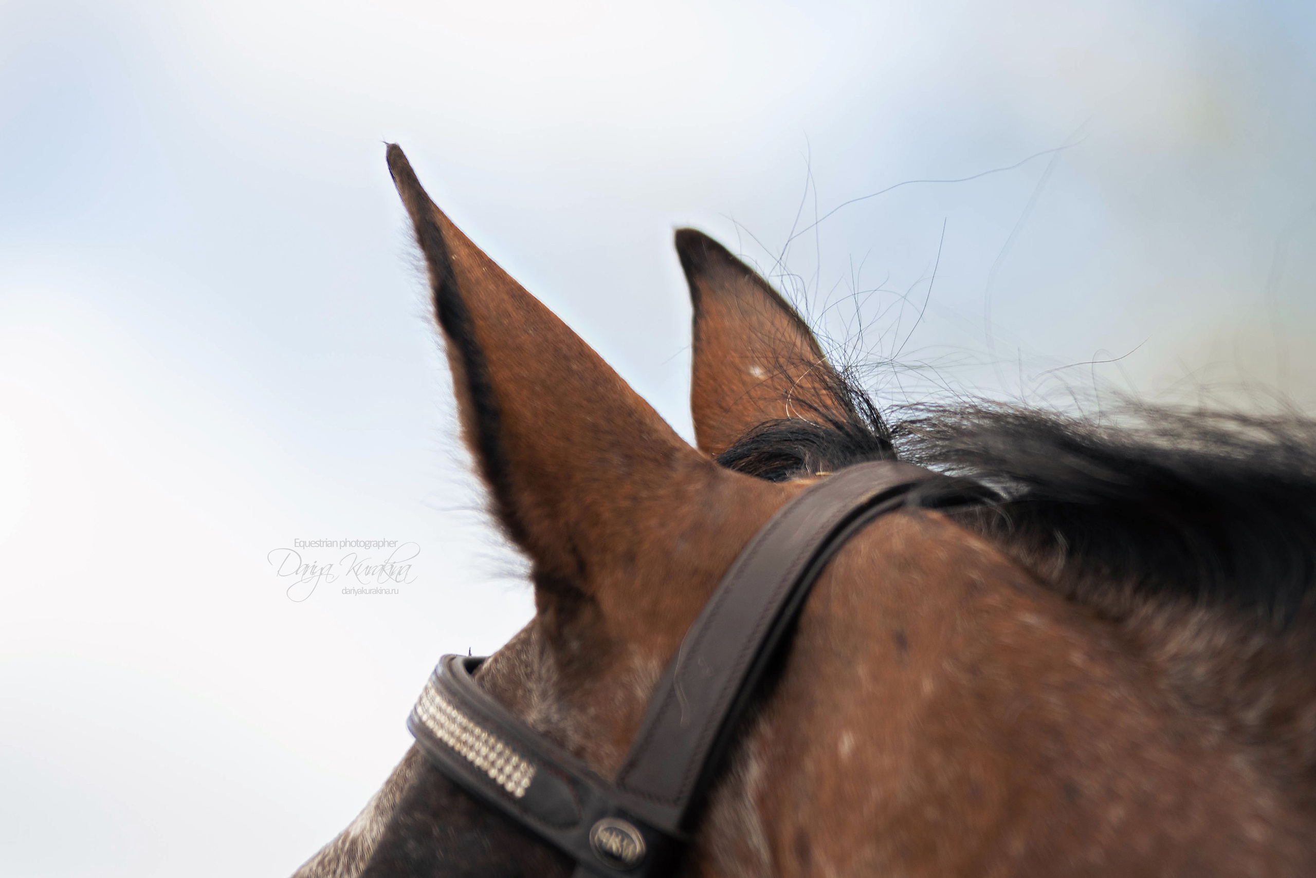 Кнабы. Конный фотограф Куракина Дарья • Фотосессии с лошадьми