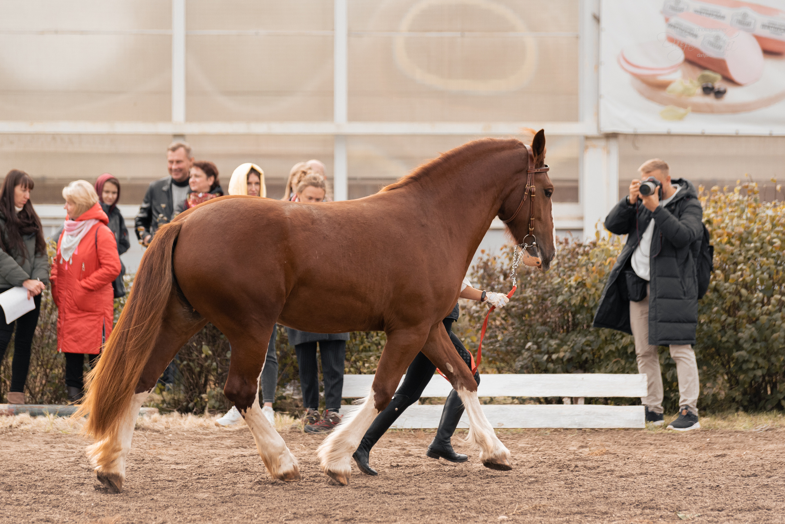 Богдарня. Конный фотограф Куракина Дарья • Фотосессии с лошадьми