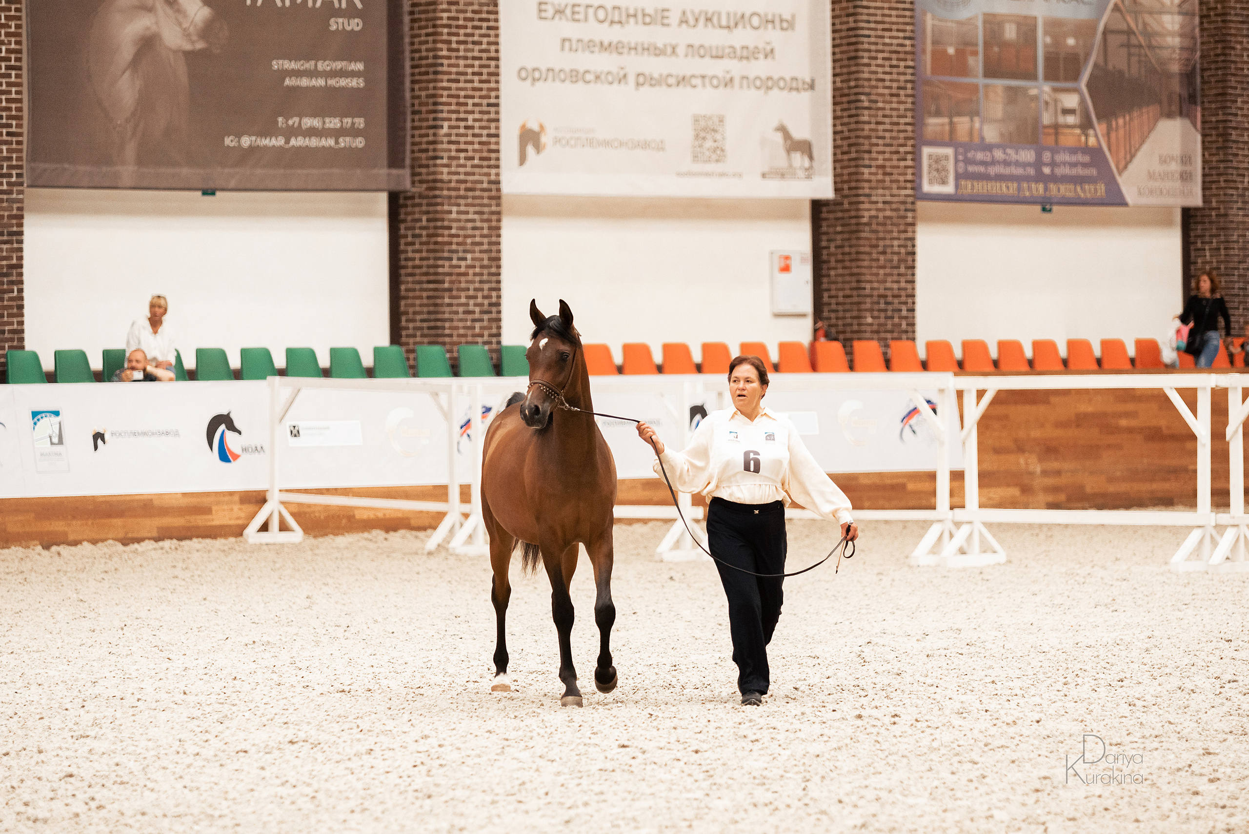 Конная Россия 2021. Конный фотограф Куракина Дарья • Фотосессии с лошадьми