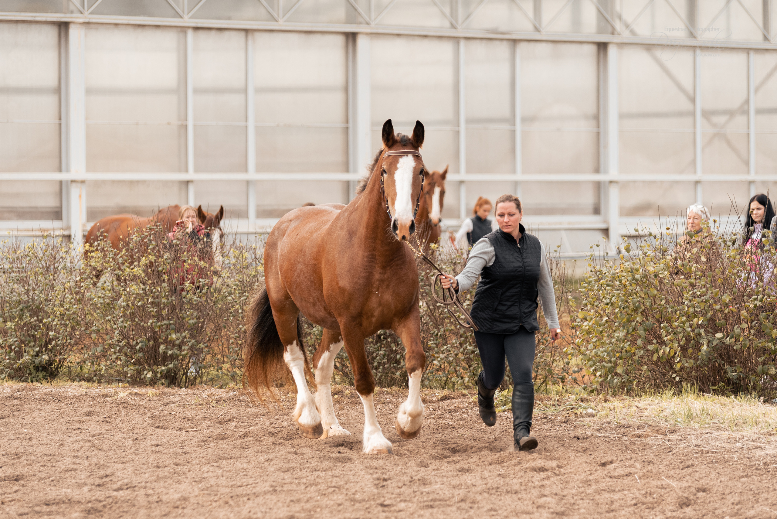 Богдарня. Конный фотограф Куракина Дарья • Фотосессии с лошадьми