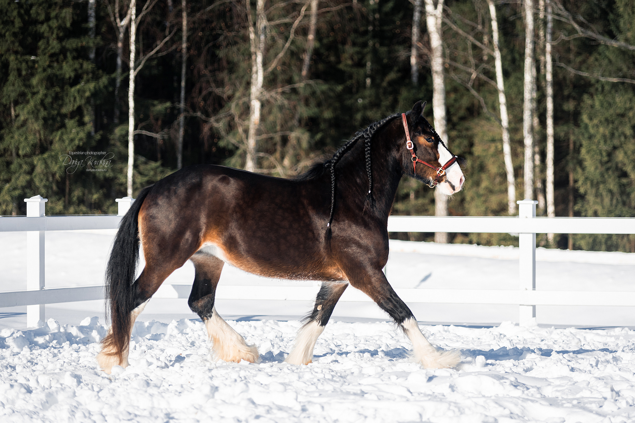 Лафарейдо. Конный фотограф Куракина Дарья • Фотосессии с лошадьми