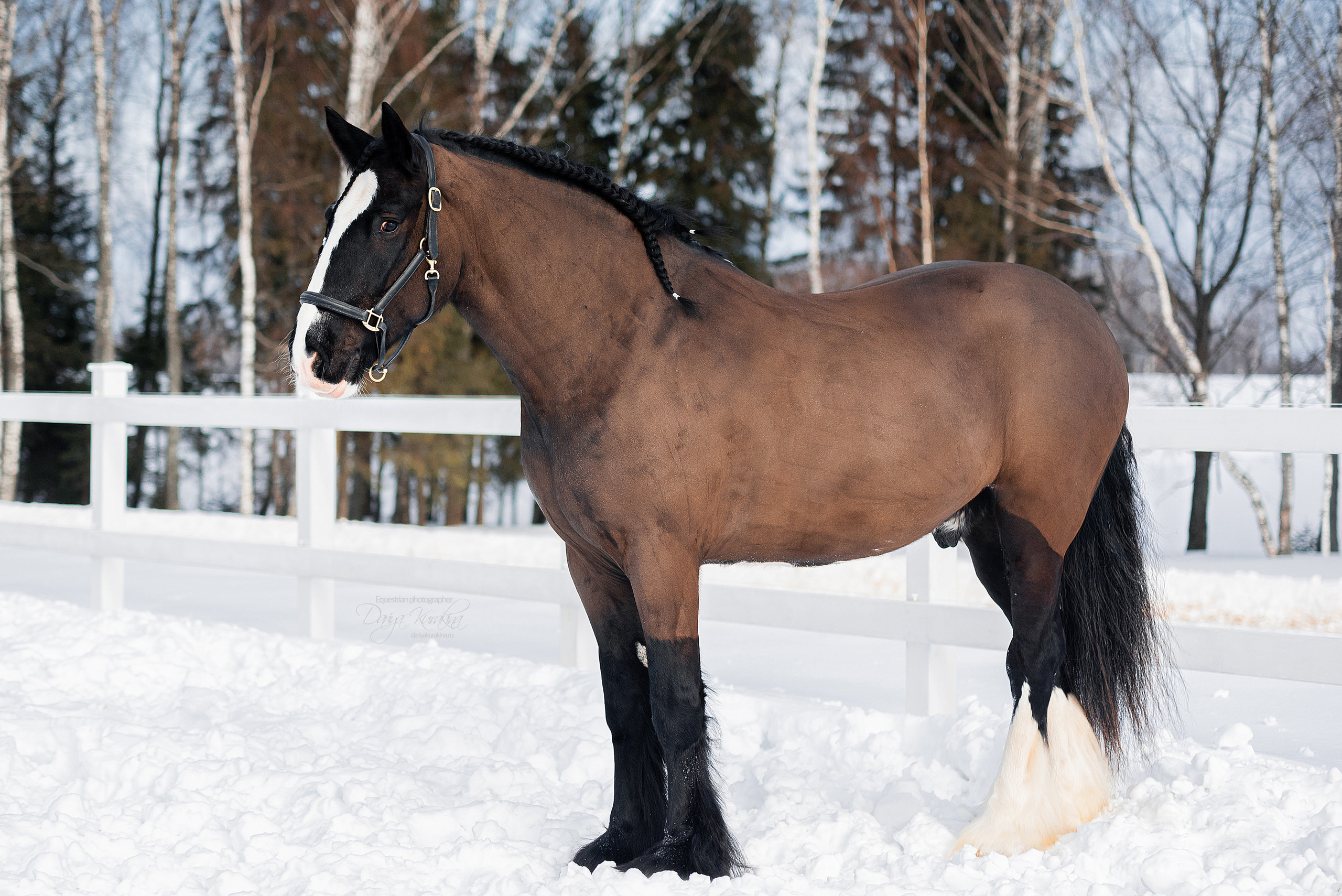 Лафарейдо. Конный фотограф Куракина Дарья • Фотосессии с лошадьми