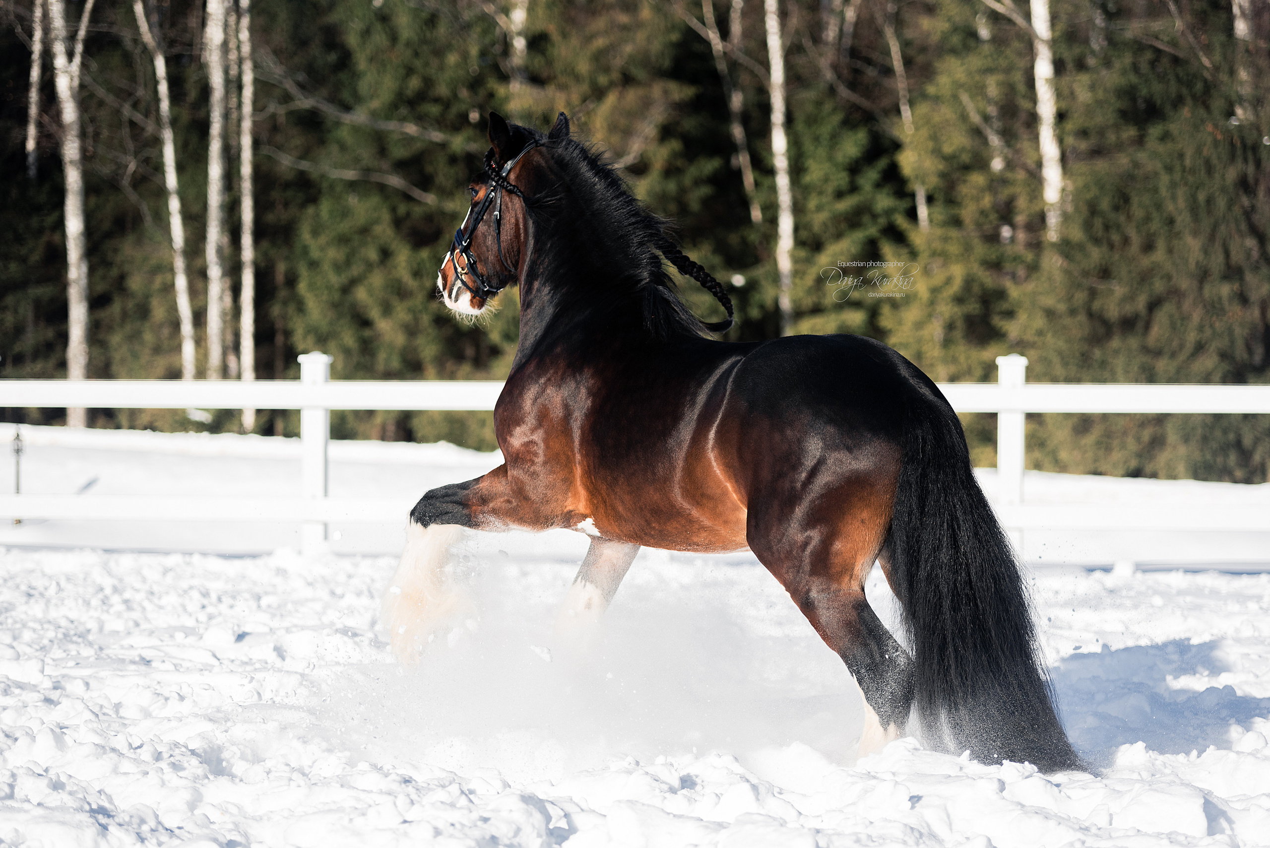 Лафарейдо. Конный фотограф Куракина Дарья • Фотосессии с лошадьми