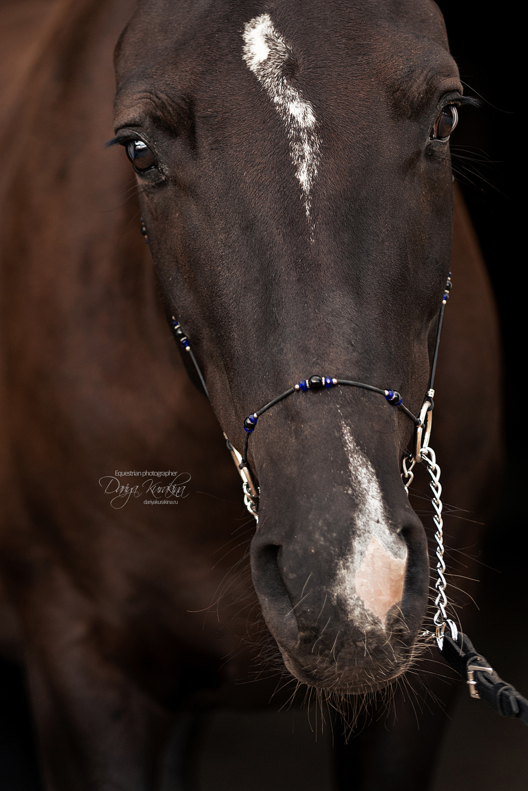 Джей Z. Конный фотограф Куракина Дарья • Фотосессии с лошадьми