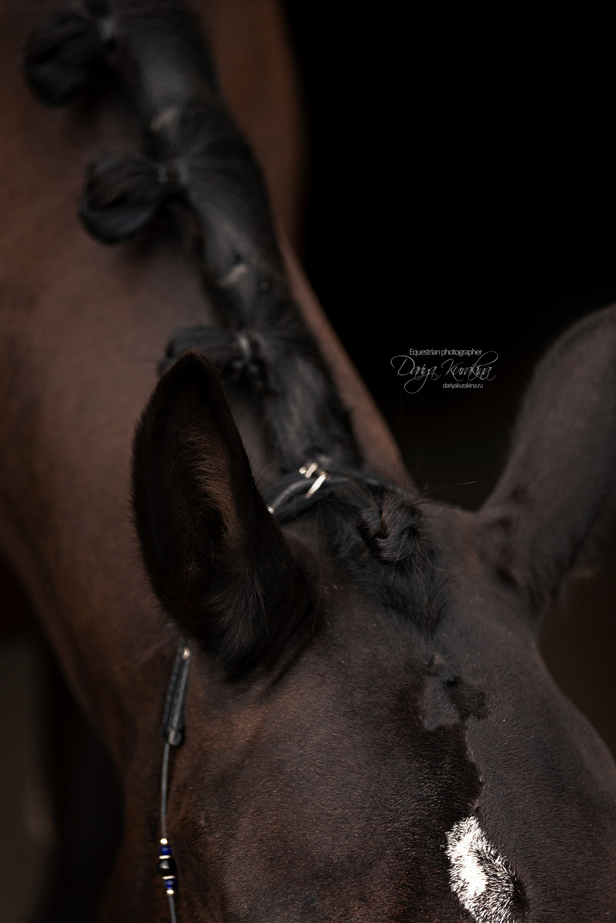 Джей Z. Конный фотограф Куракина Дарья • Фотосессии с лошадьми