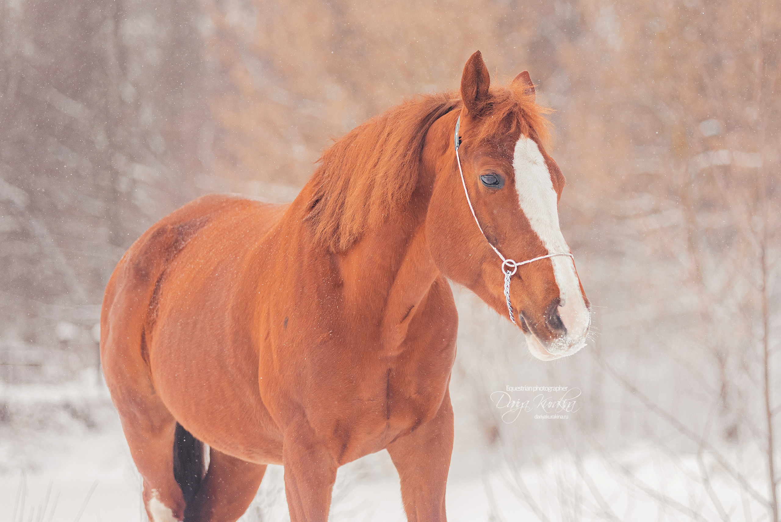 Атос. Конный фотограф Куракина Дарья • Фотосессии с лошадьми