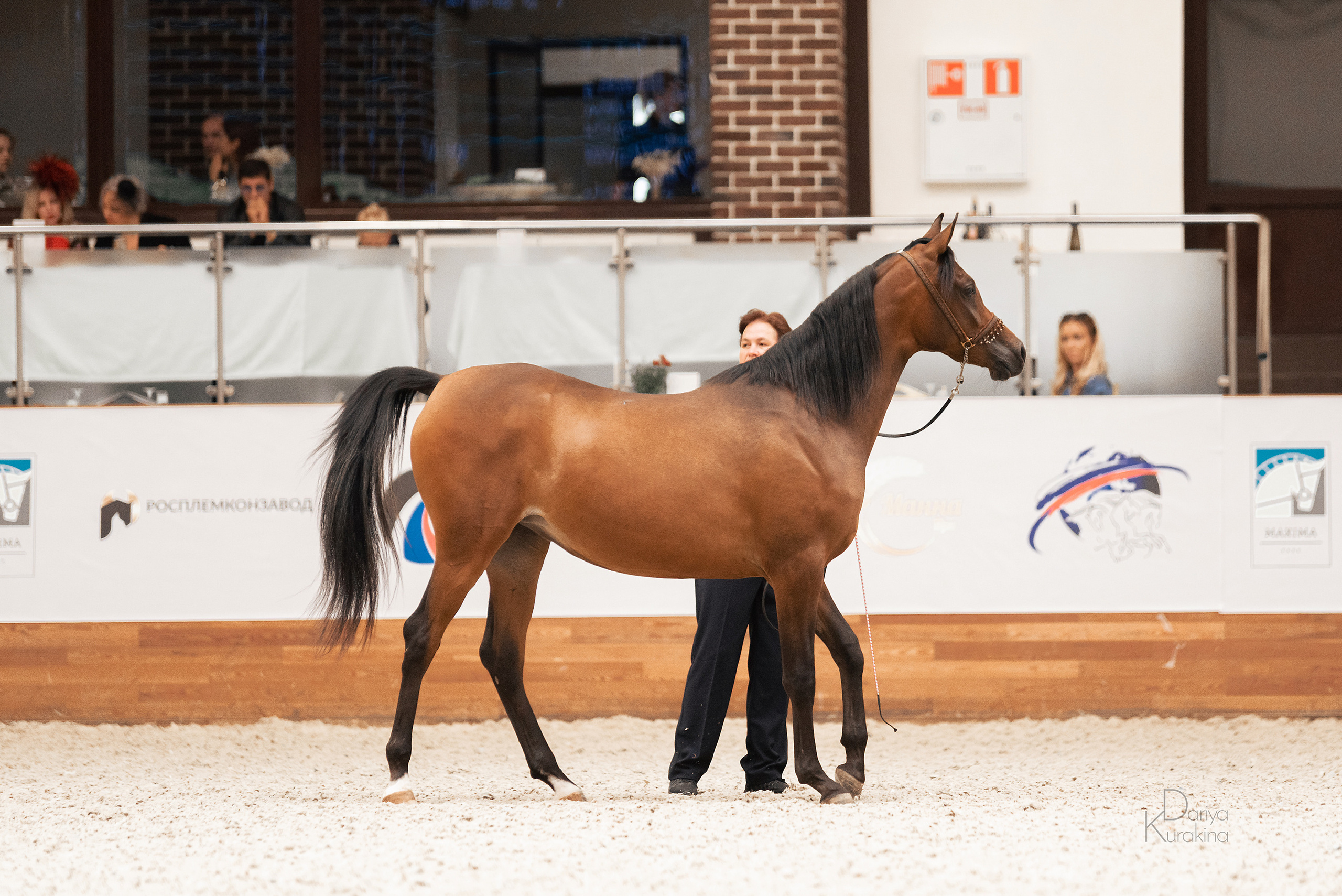 Конная Россия 2021. Конный фотограф Куракина Дарья • Фотосессии с лошадьми