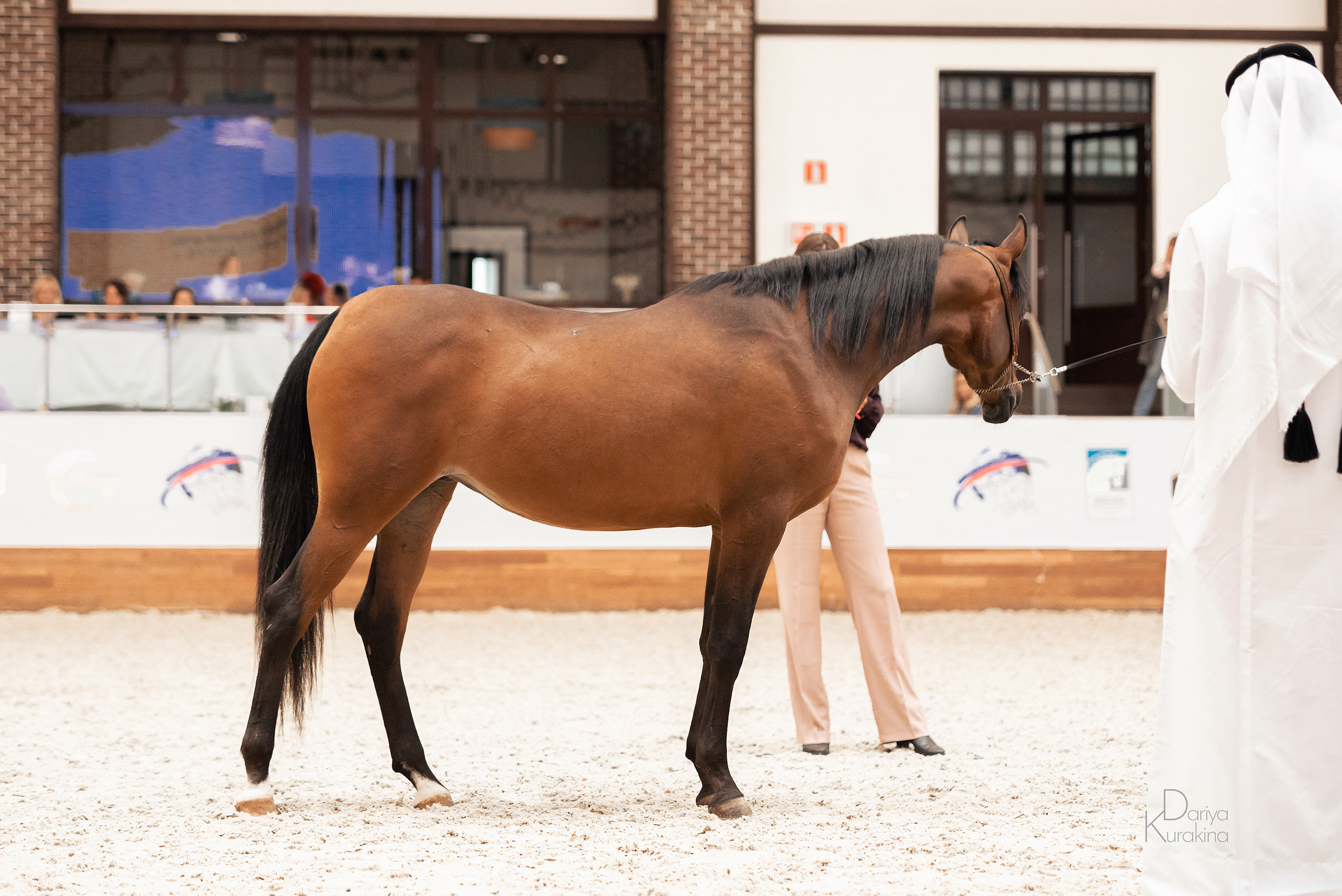 Конная Россия 2021. Конный фотограф Куракина Дарья • Фотосессии с лошадьми