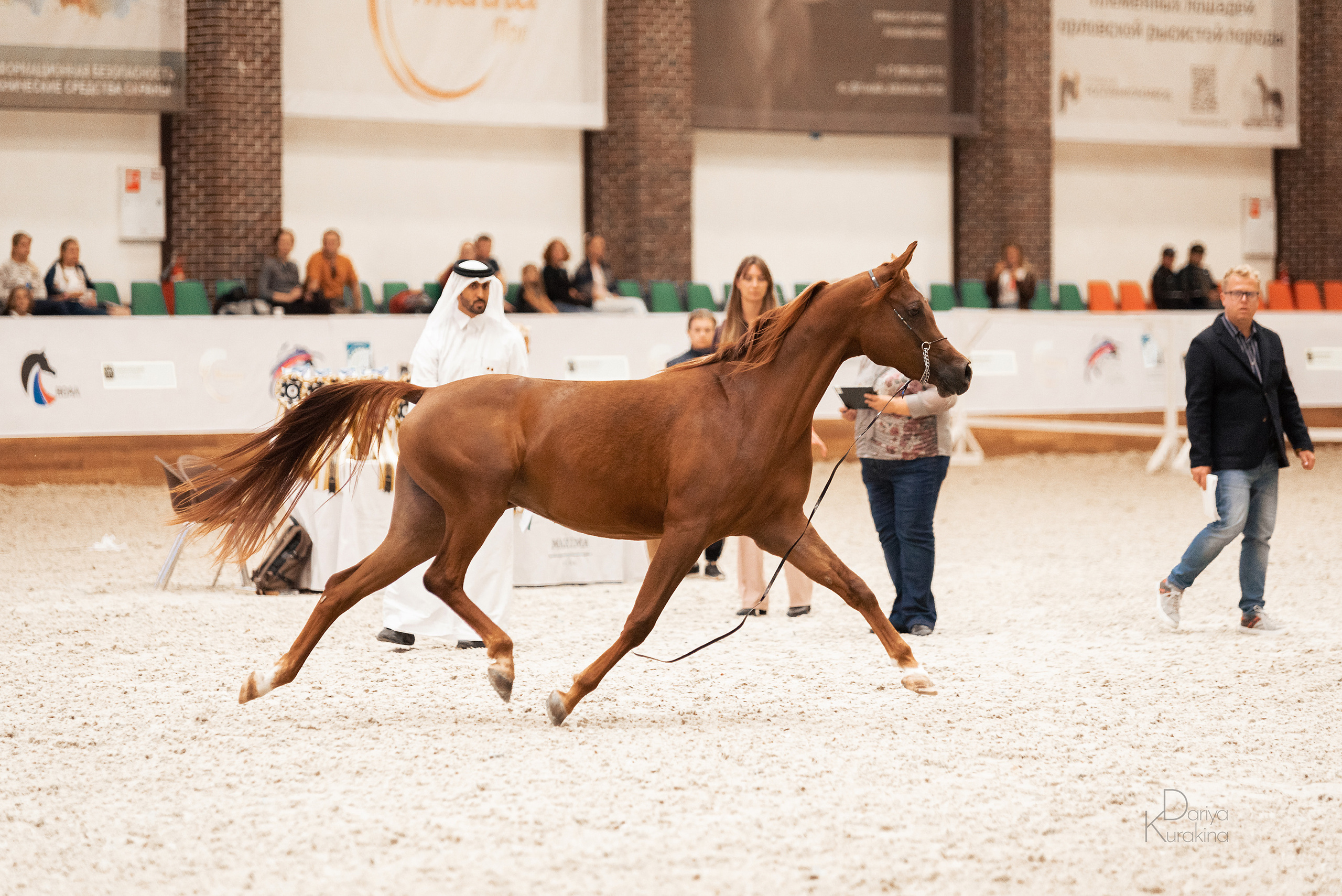 Конная Россия 2021. Конный фотограф Куракина Дарья • Фотосессии с лошадьми