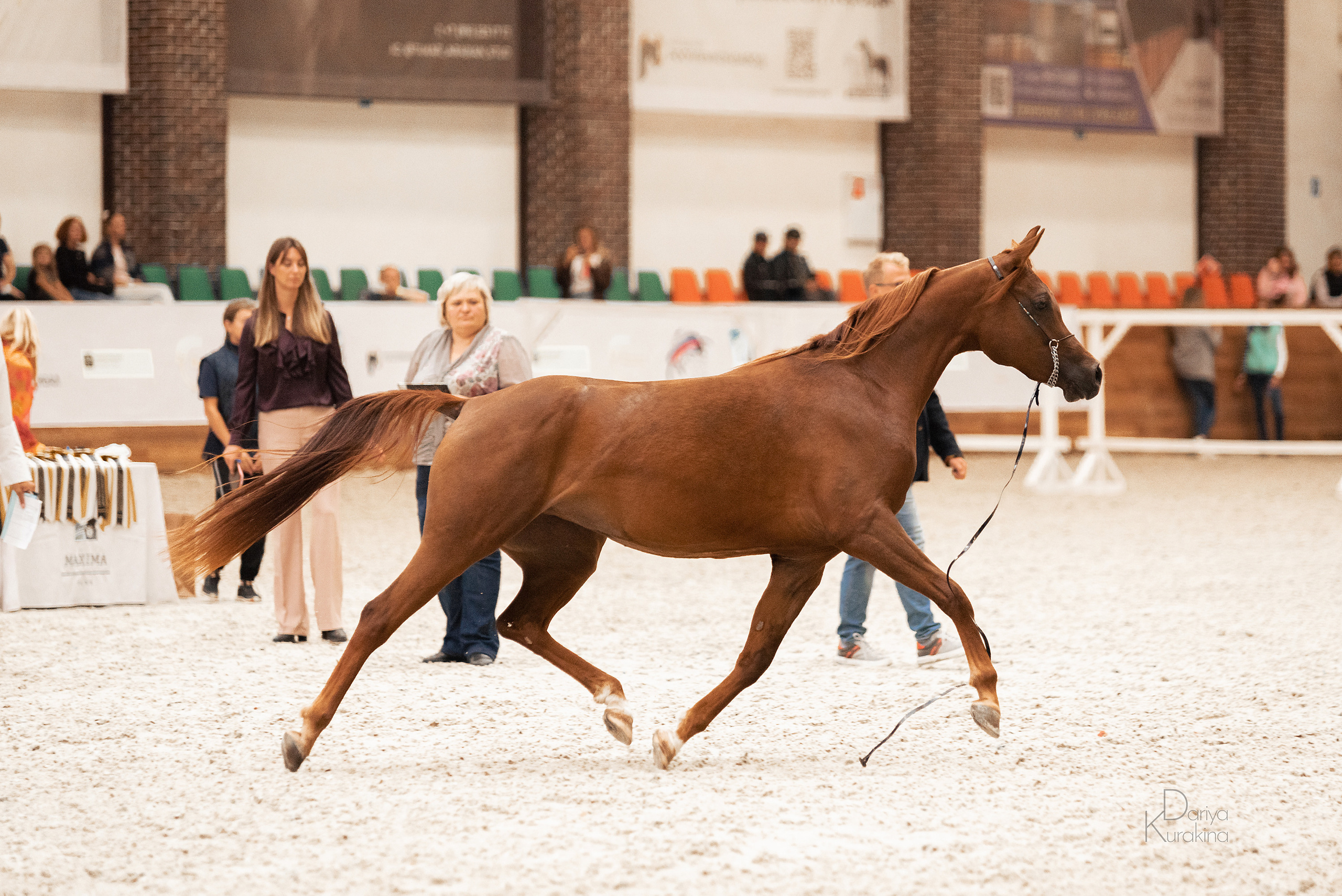 Конная Россия 2021. Конный фотограф Куракина Дарья • Фотосессии с лошадьми