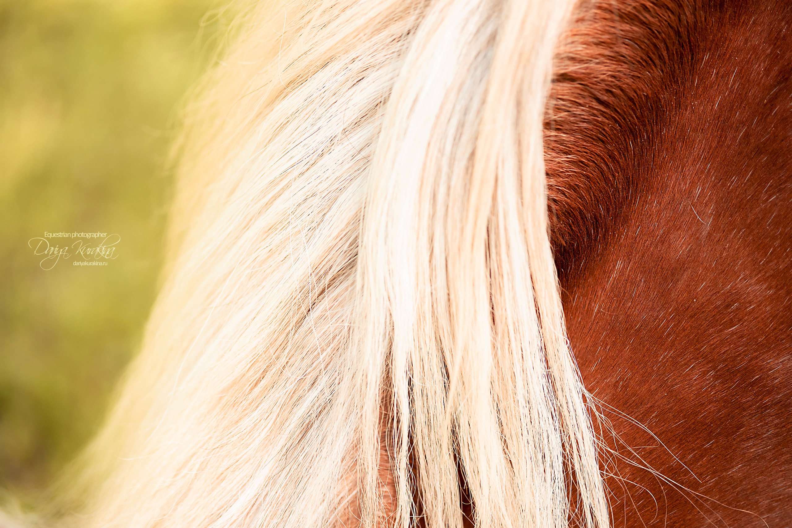 Ирина и Тамерлан. Конный фотограф Куракина Дарья • Фотосессии с лошадьми