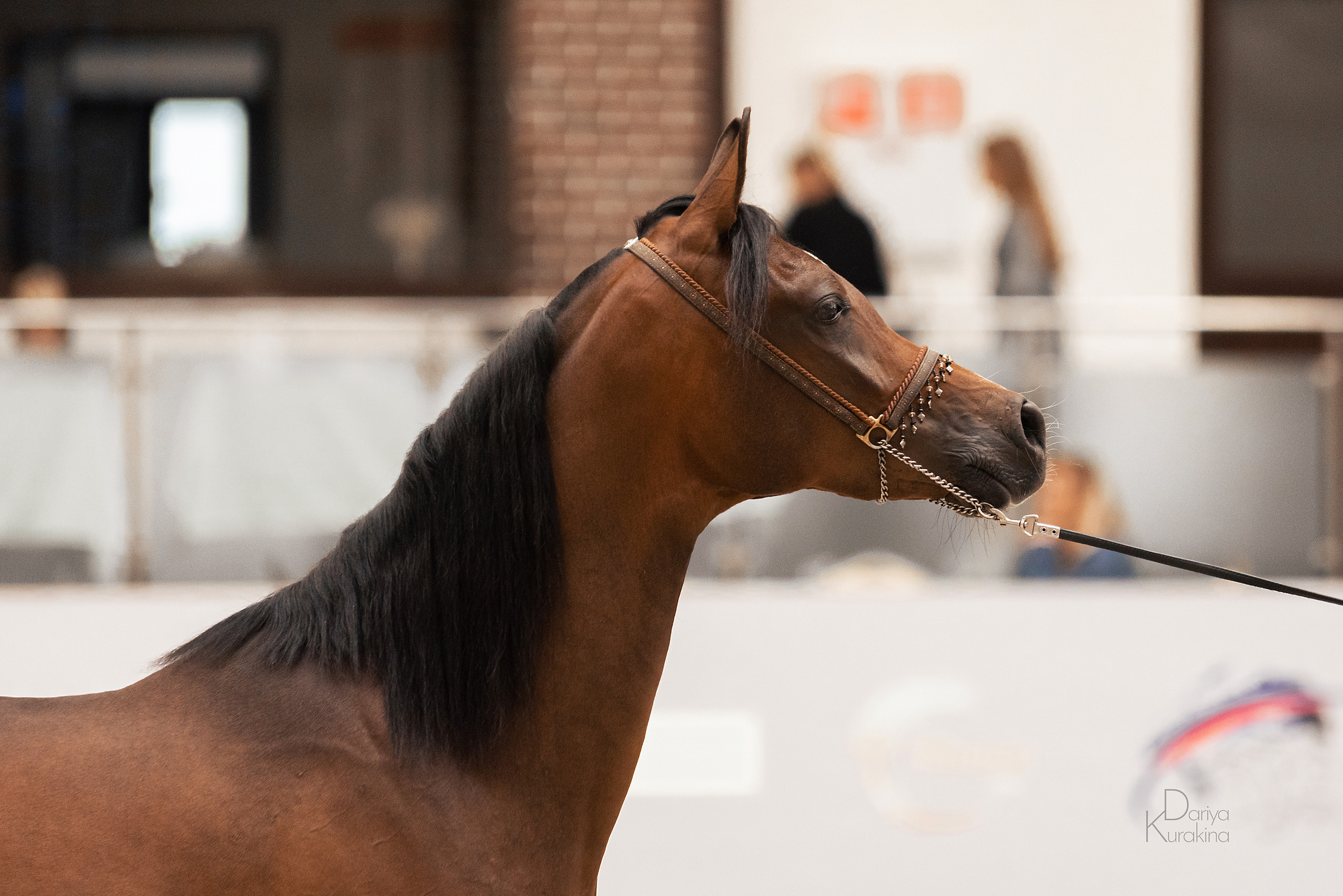 Конная Россия 2021. Конный фотограф Куракина Дарья • Фотосессии с лошадьми