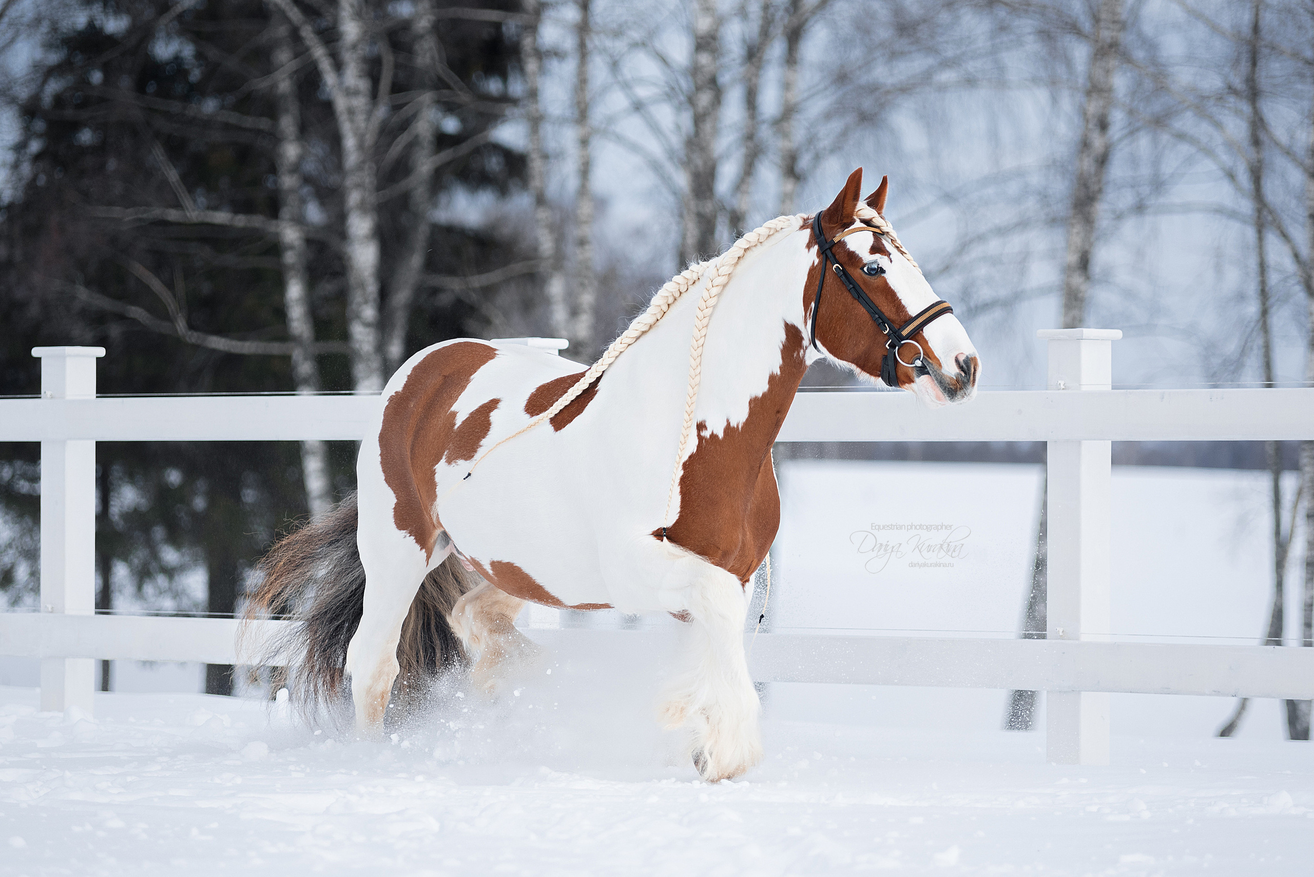 Лафарейдо. Конный фотограф Куракина Дарья • Фотосессии с лошадьми