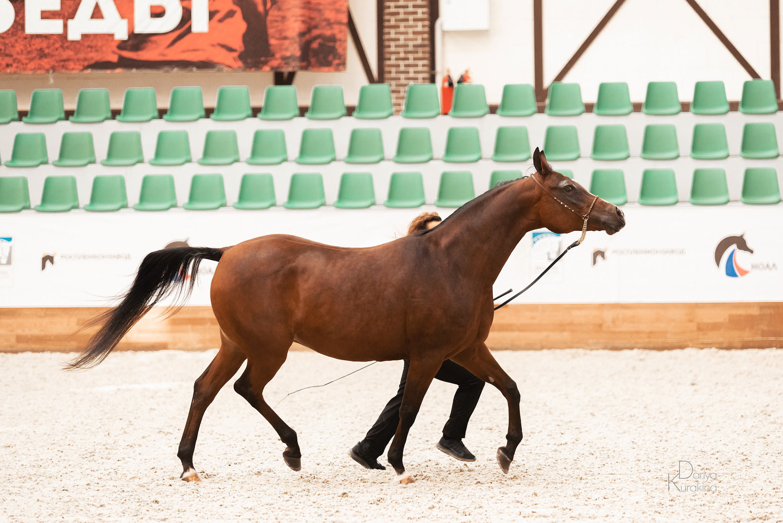 Конная Россия 2021. Конный фотограф Куракина Дарья • Фотосессии с лошадьми