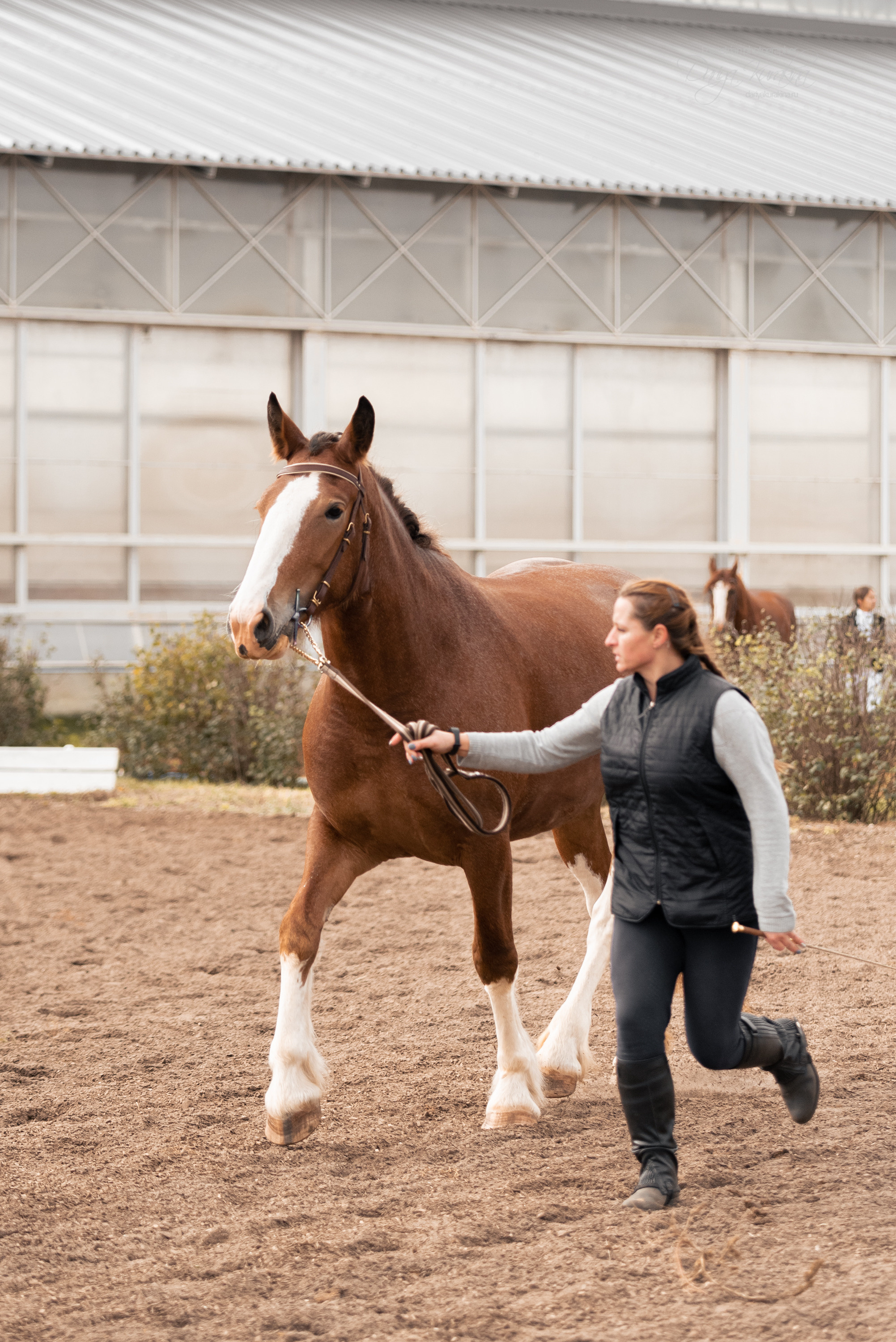 Богдарня. Конный фотограф Куракина Дарья • Фотосессии с лошадьми
