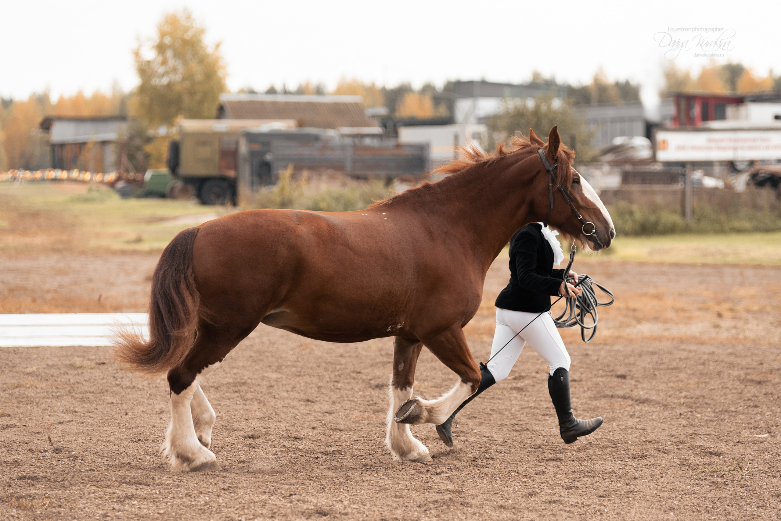 Богдарня. Конный фотограф Куракина Дарья • Фотосессии с лошадьми
