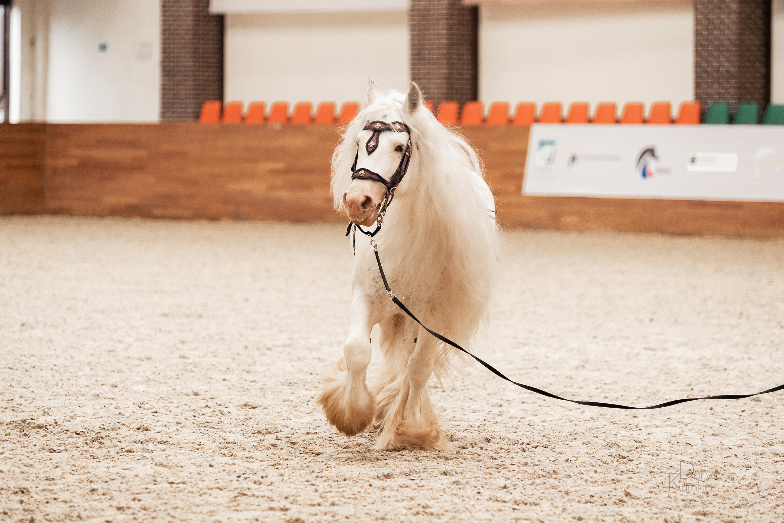 Конная Россия 2021. Конный фотограф Куракина Дарья • Фотосессии с лошадьми