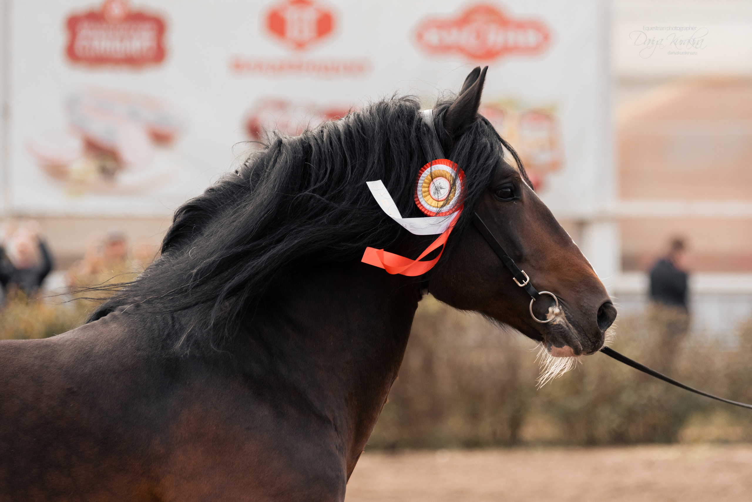 Богдарня. Конный фотограф Куракина Дарья • Фотосессии с лошадьми