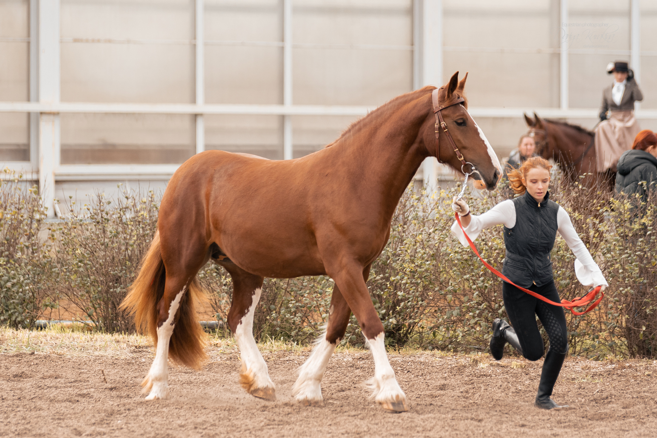 Богдарня. Конный фотограф Куракина Дарья • Фотосессии с лошадьми