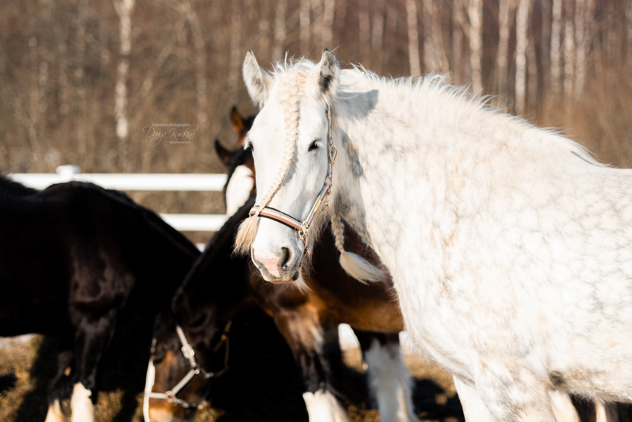 Лафарейдо. Конный фотограф Куракина Дарья • Фотосессии с лошадьми