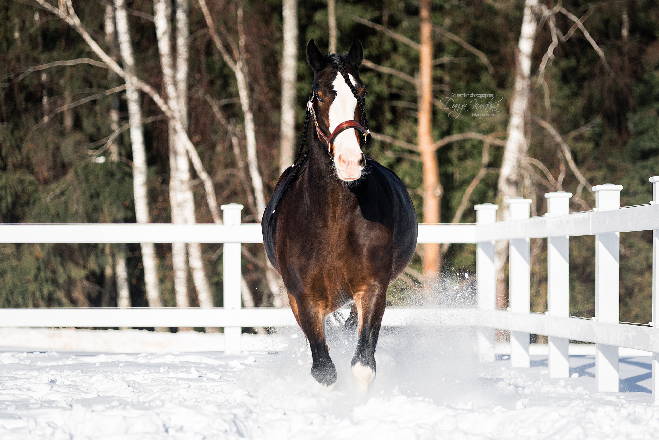 Лафарейдо. Конный фотограф Куракина Дарья • Фотосессии с лошадьми