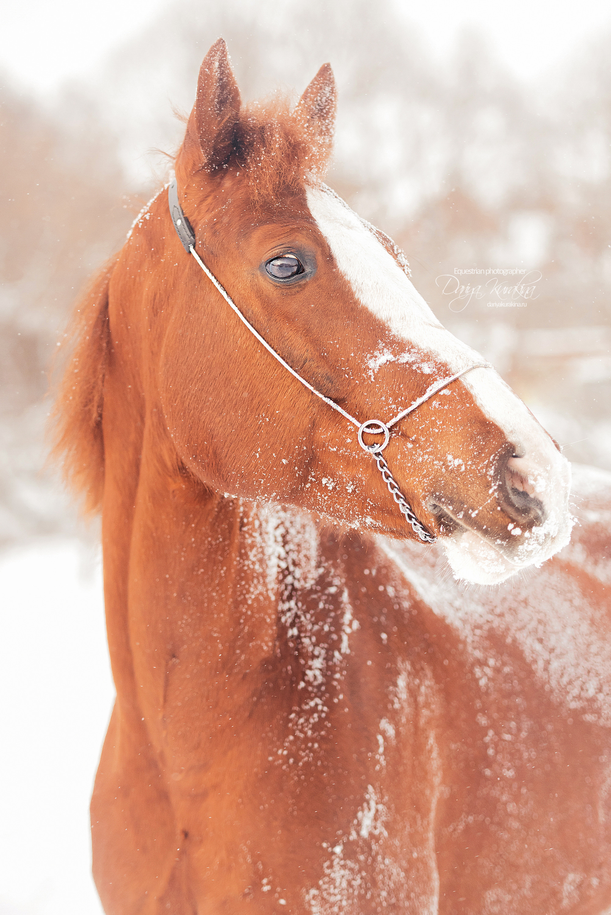 Атос. Конный фотограф Куракина Дарья • Фотосессии с лошадьми
