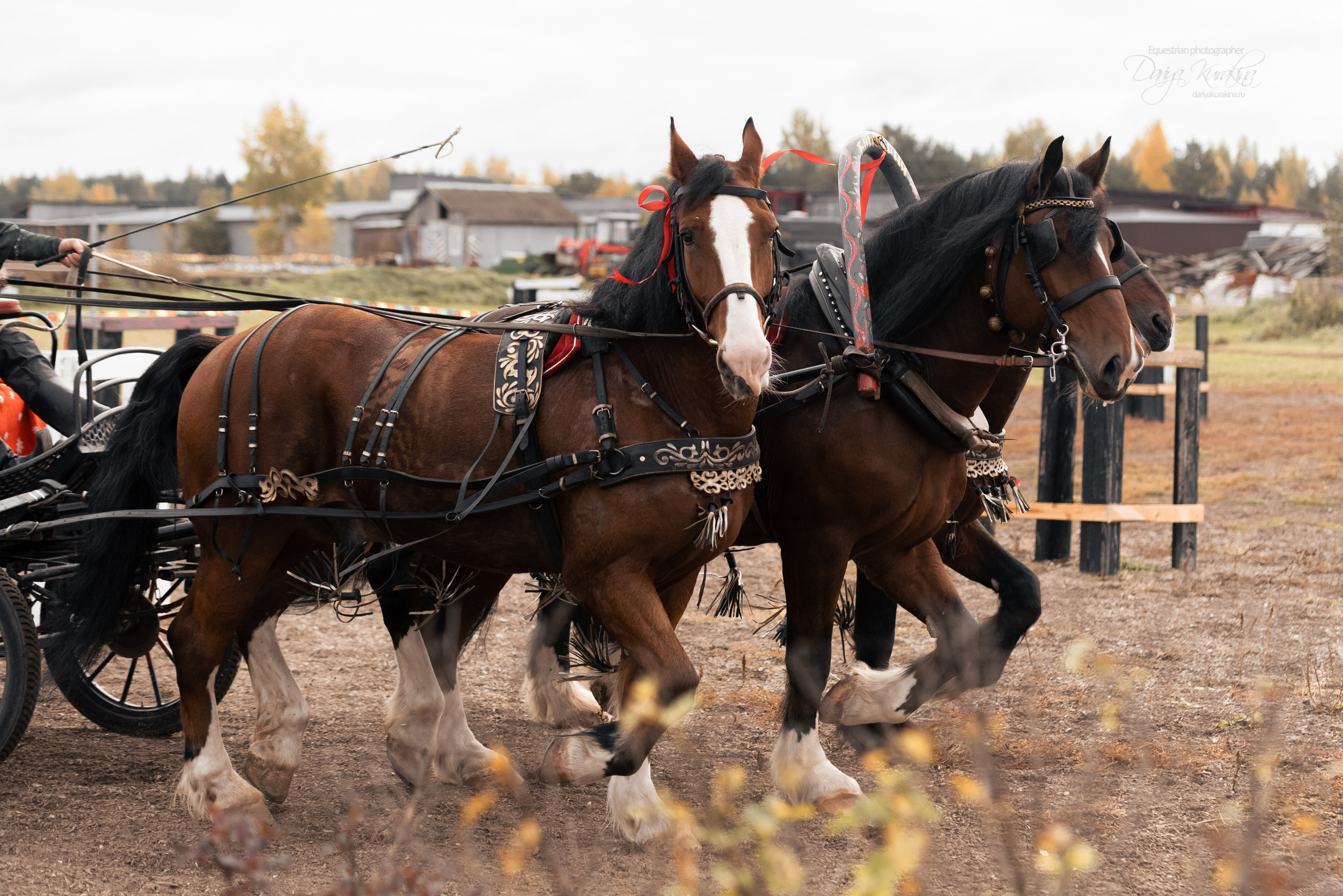Богдарня. Конный фотограф Куракина Дарья • Фотосессии с лошадьми