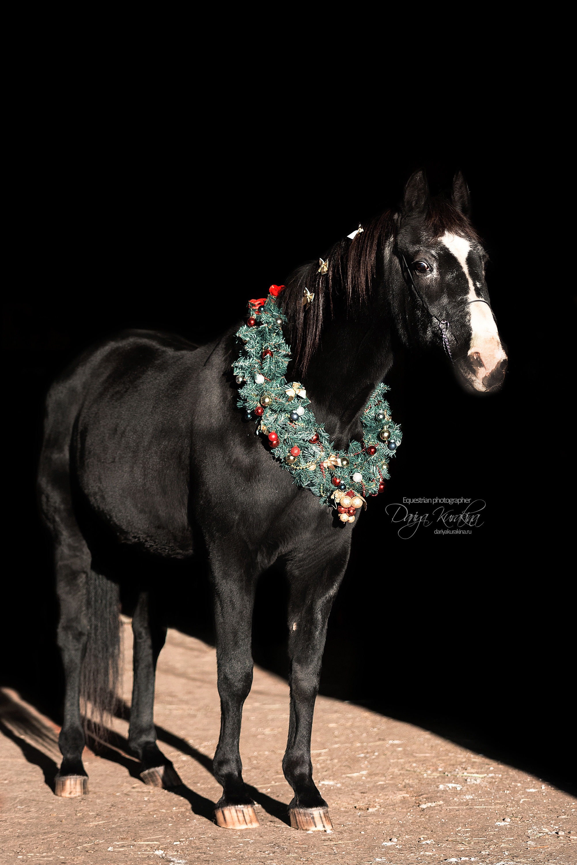 Сияние. Конный фотограф Куракина Дарья • Фотосессии с лошадьми