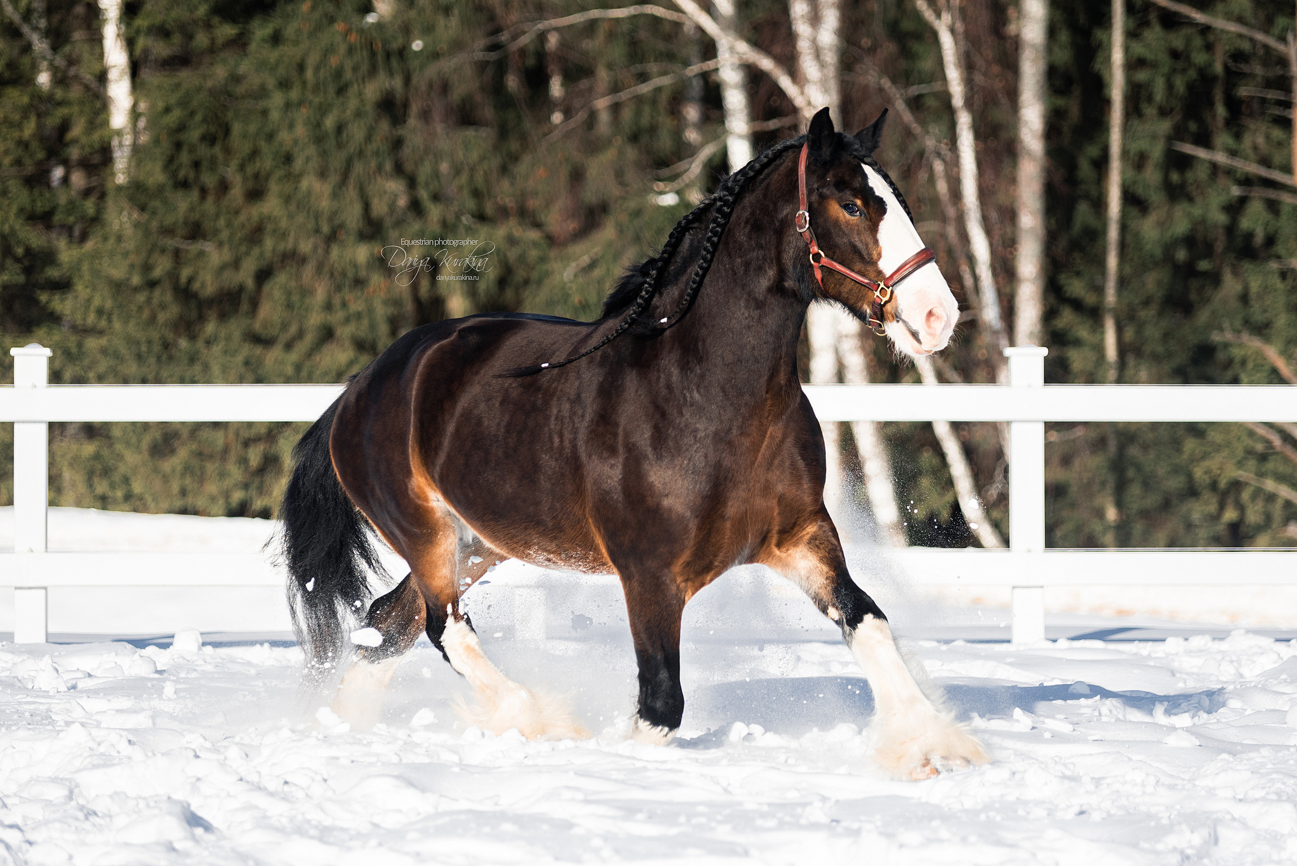 Лафарейдо. Конный фотограф Куракина Дарья • Фотосессии с лошадьми