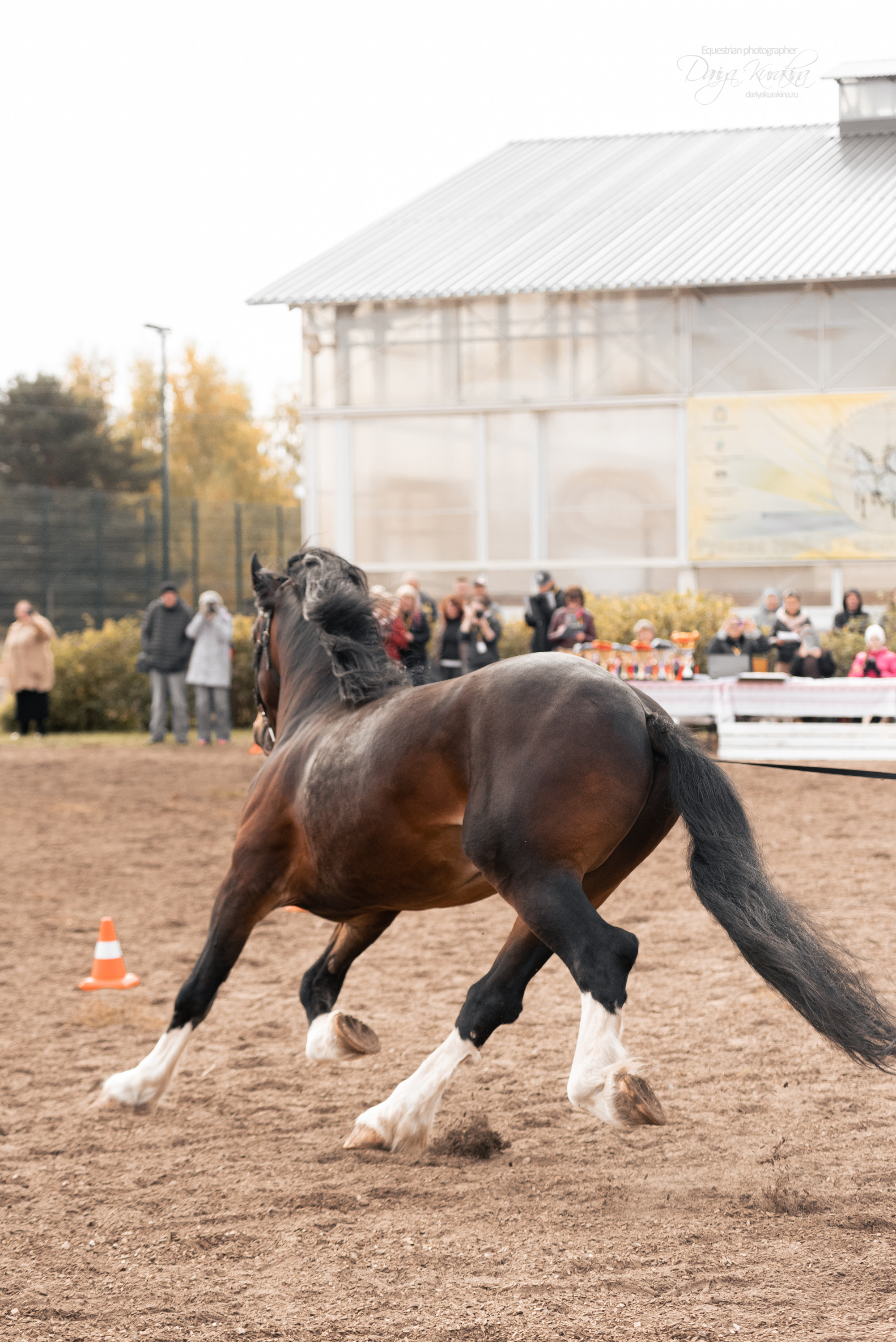 Богдарня. Конный фотограф Куракина Дарья • Фотосессии с лошадьми