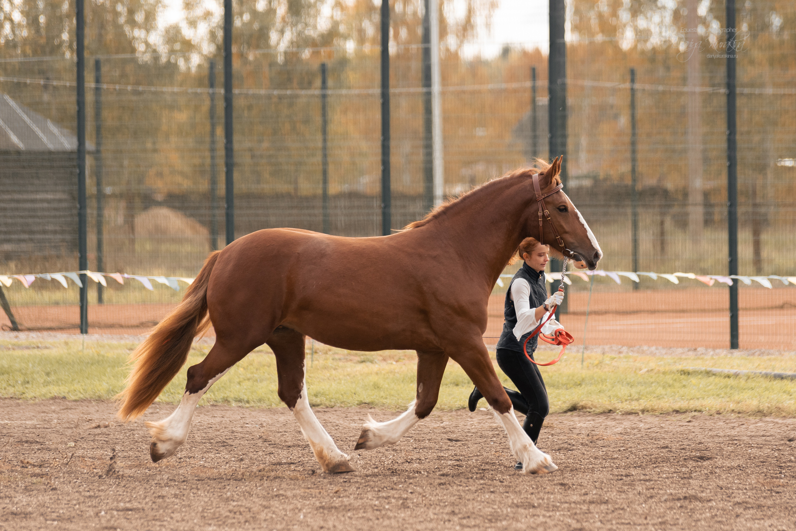 Богдарня. Конный фотограф Куракина Дарья • Фотосессии с лошадьми