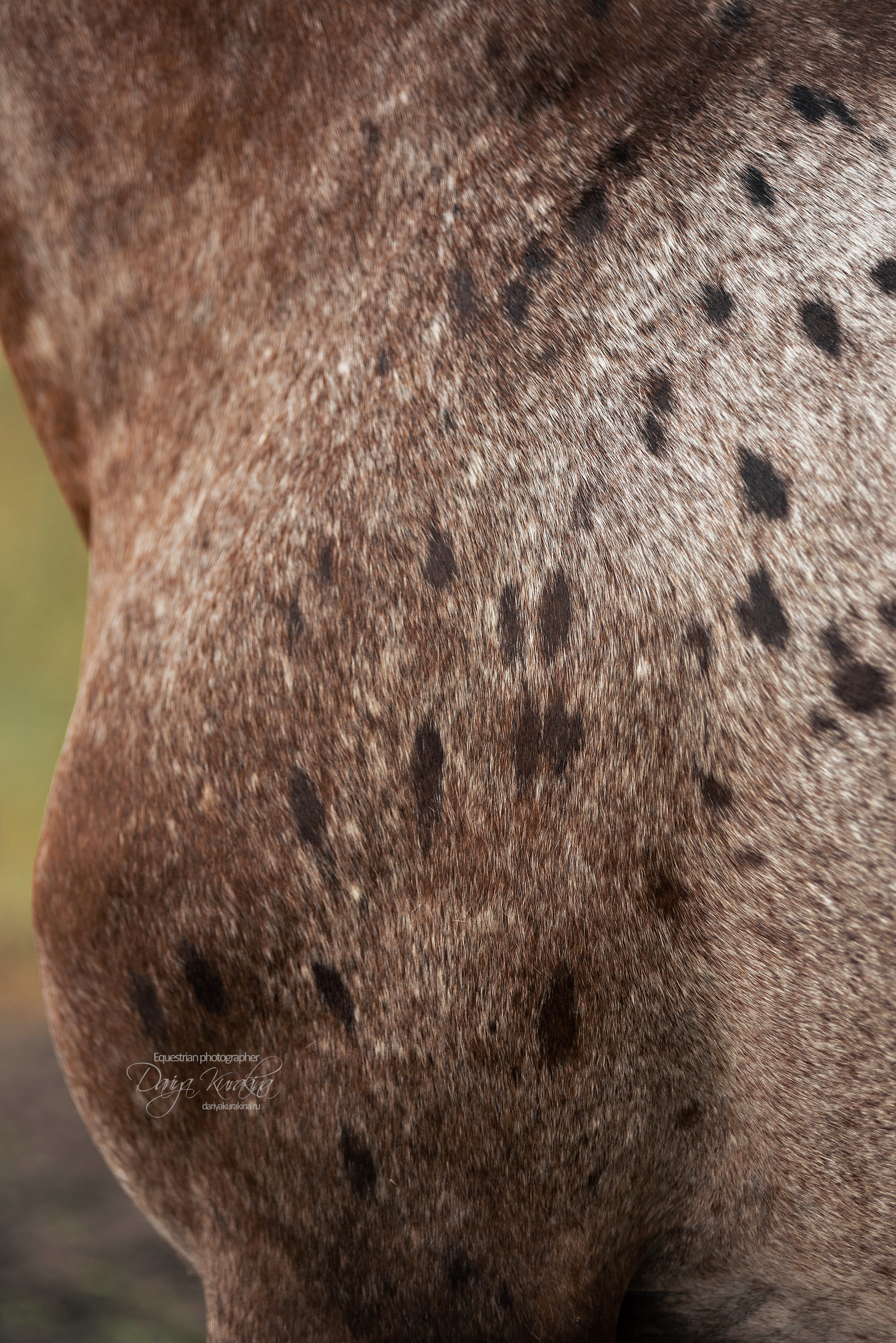 Кнабы. Конный фотограф Куракина Дарья • Фотосессии с лошадьми