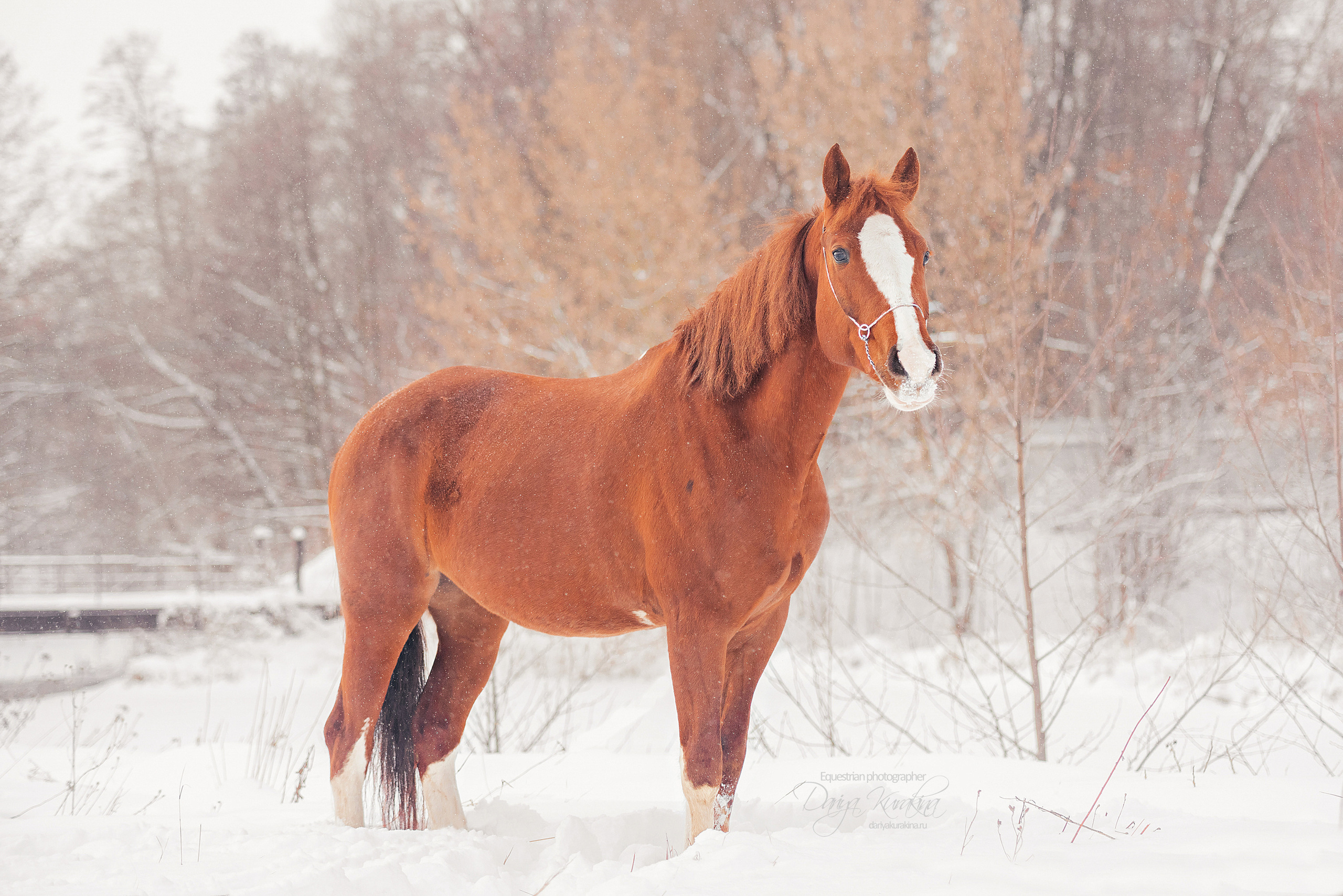 Атос. Конный фотограф Куракина Дарья • Фотосессии с лошадьми