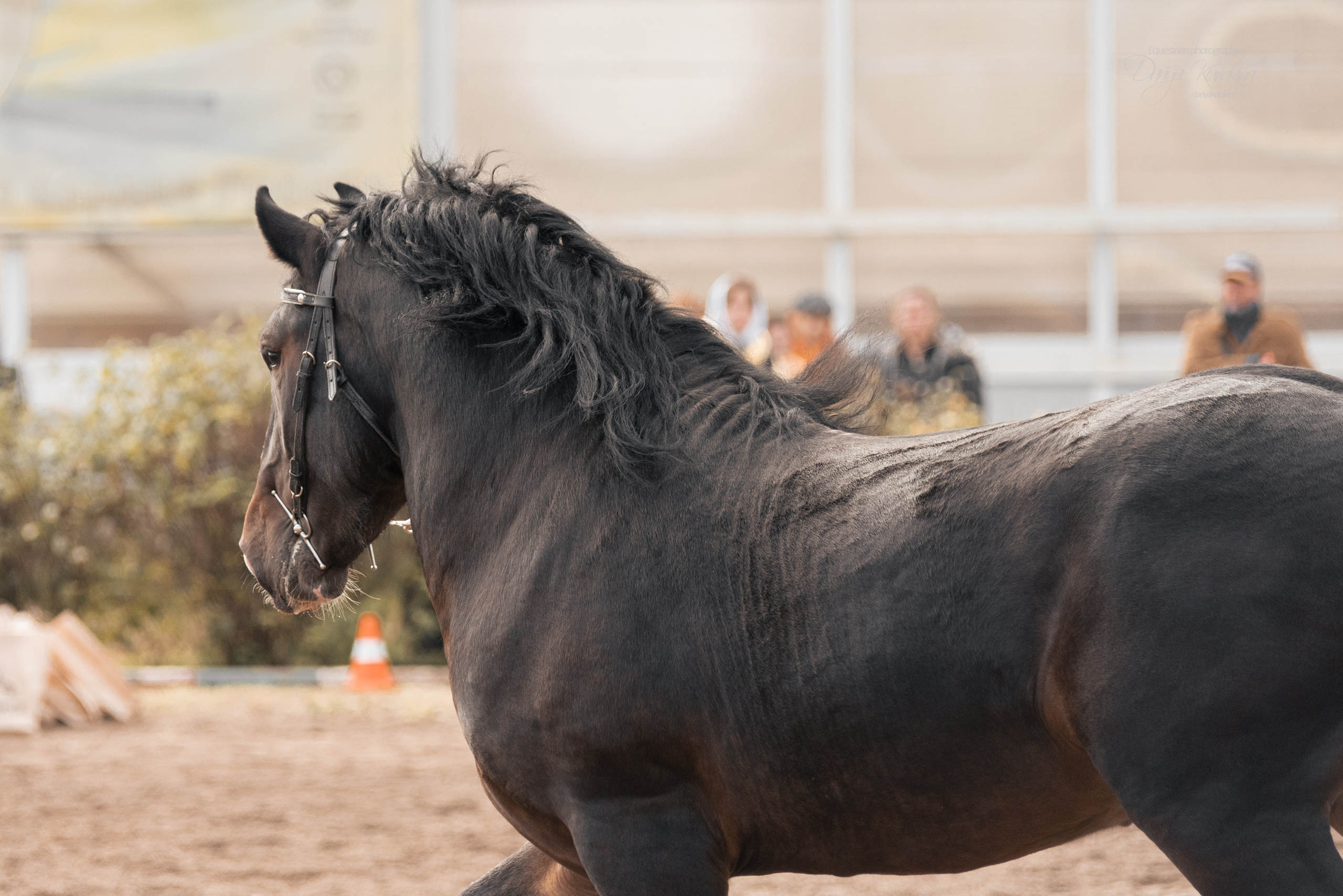 Богдарня. Конный фотограф Куракина Дарья • Фотосессии с лошадьми