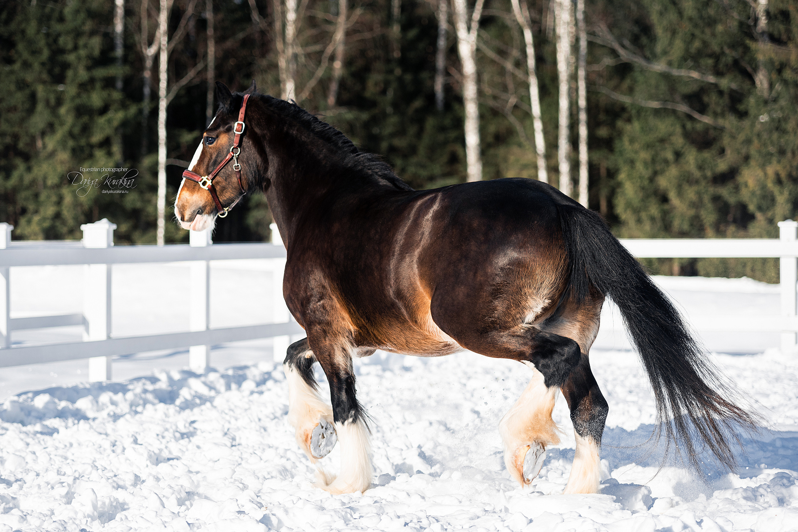 Лафарейдо. Конный фотограф Куракина Дарья • Фотосессии с лошадьми