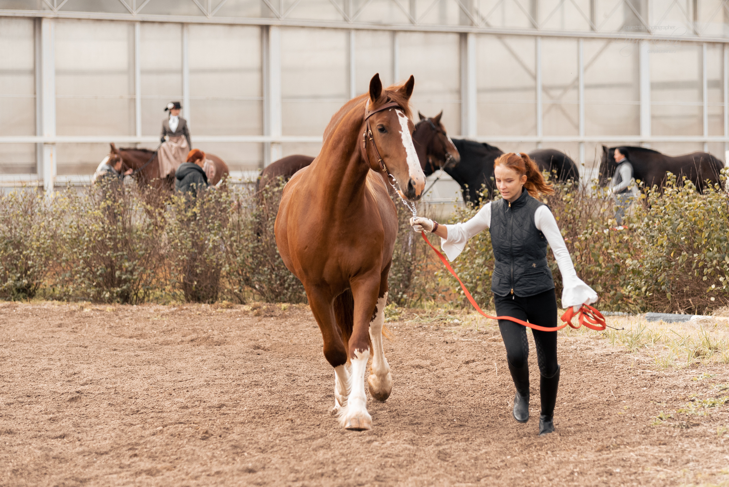 Богдарня. Конный фотограф Куракина Дарья • Фотосессии с лошадьми