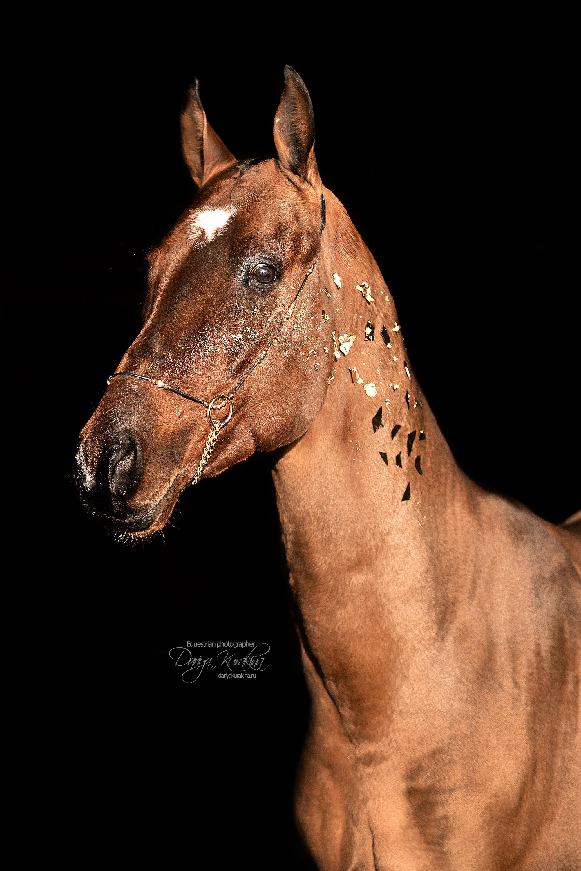 Сияние. Конный фотограф Куракина Дарья • Фотосессии с лошадьми