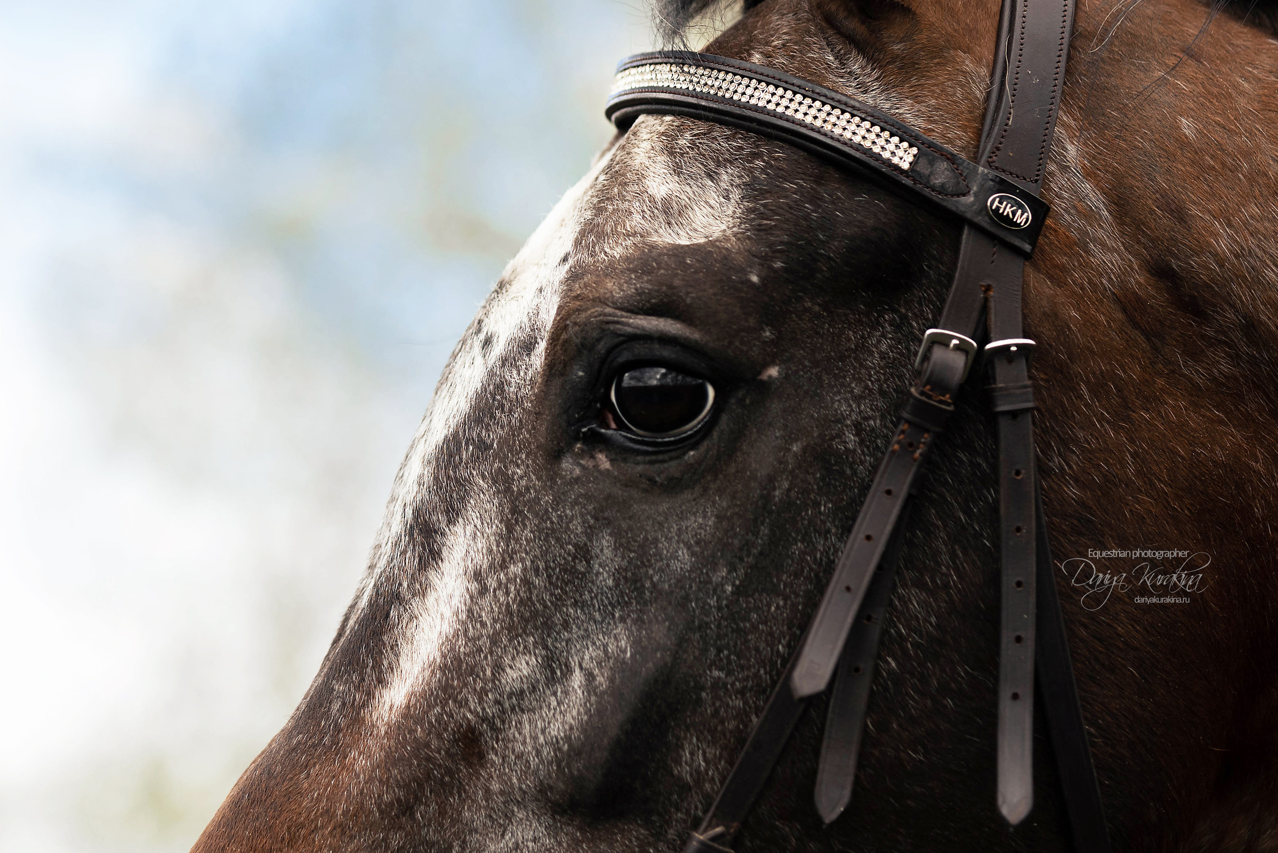 Кнабы. Конный фотограф Куракина Дарья • Фотосессии с лошадьми
