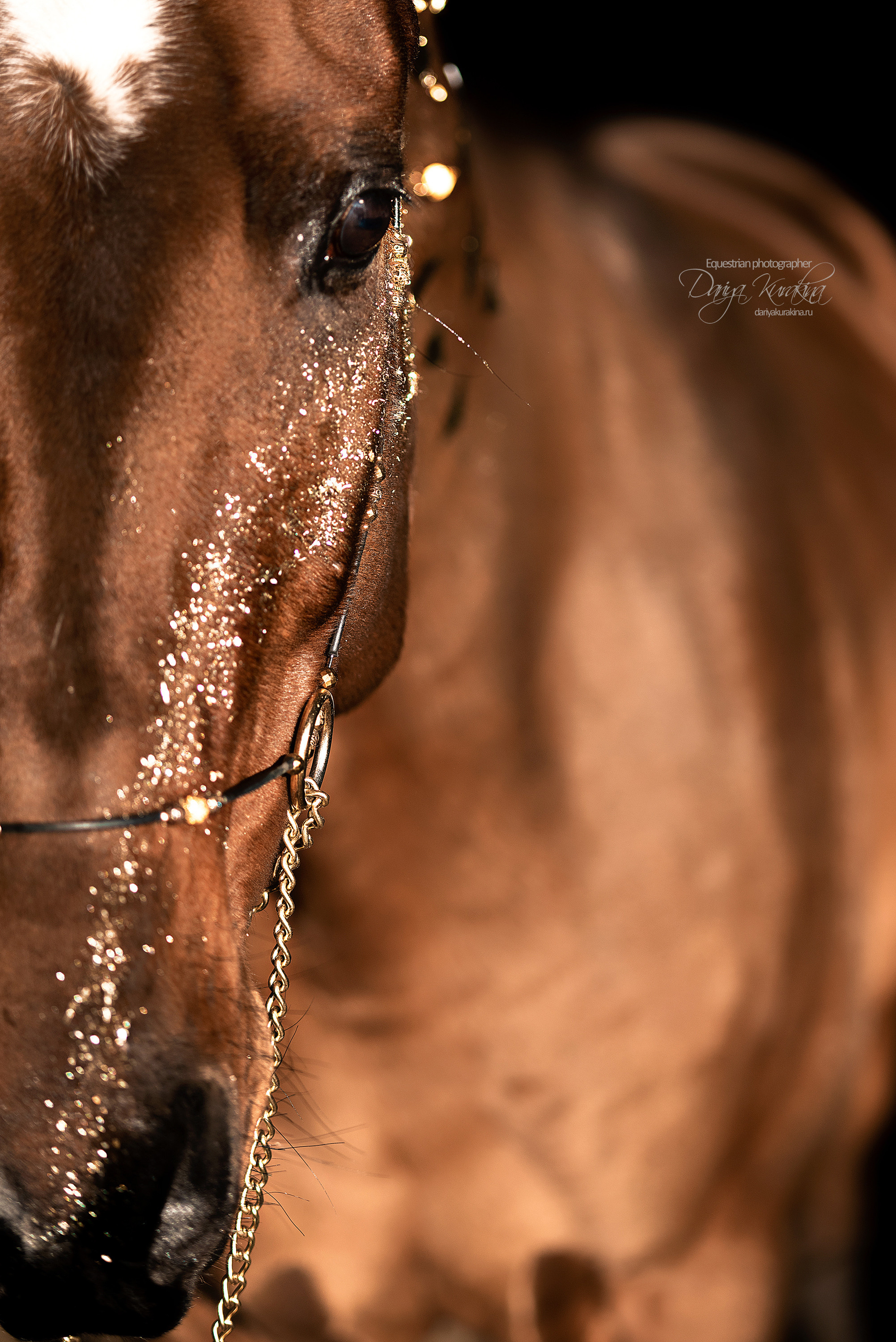 Сияние. Конный фотограф Куракина Дарья • Фотосессии с лошадьми