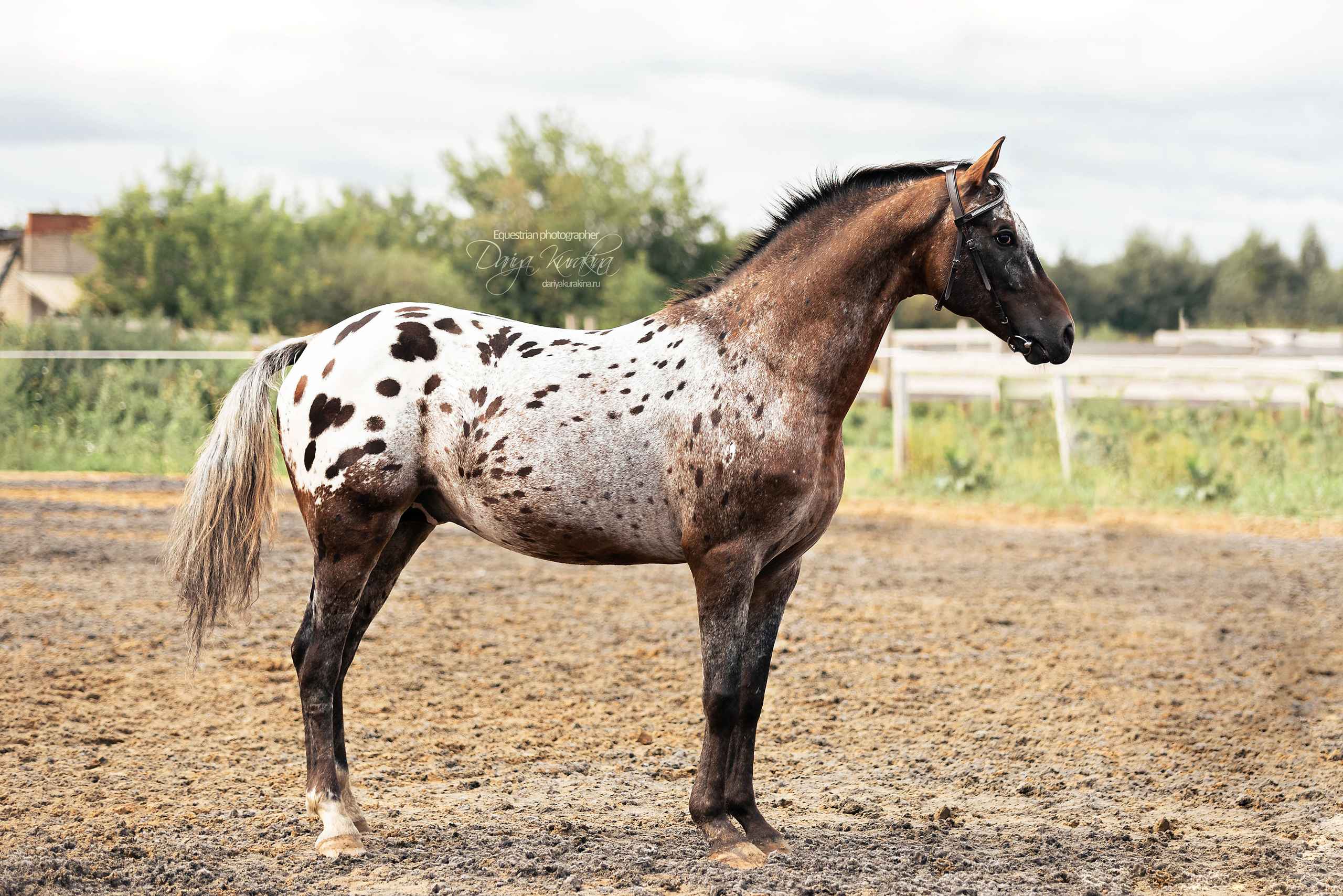 Кнабы. Конный фотограф Куракина Дарья • Фотосессии с лошадьми