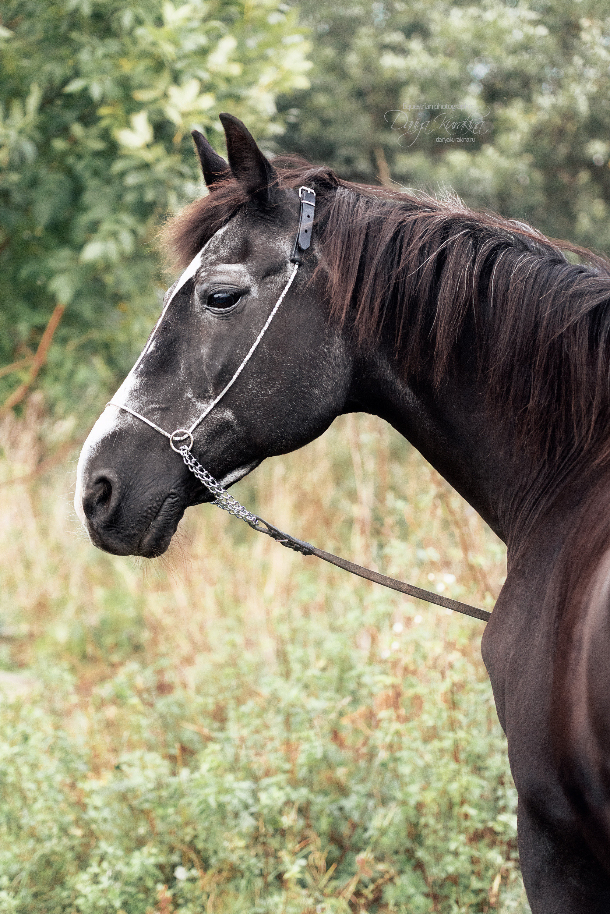 Дед Нарцисс. Конный фотограф Куракина Дарья • Фотосессии с лошадьми